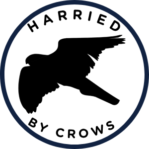 Harried by Crows
