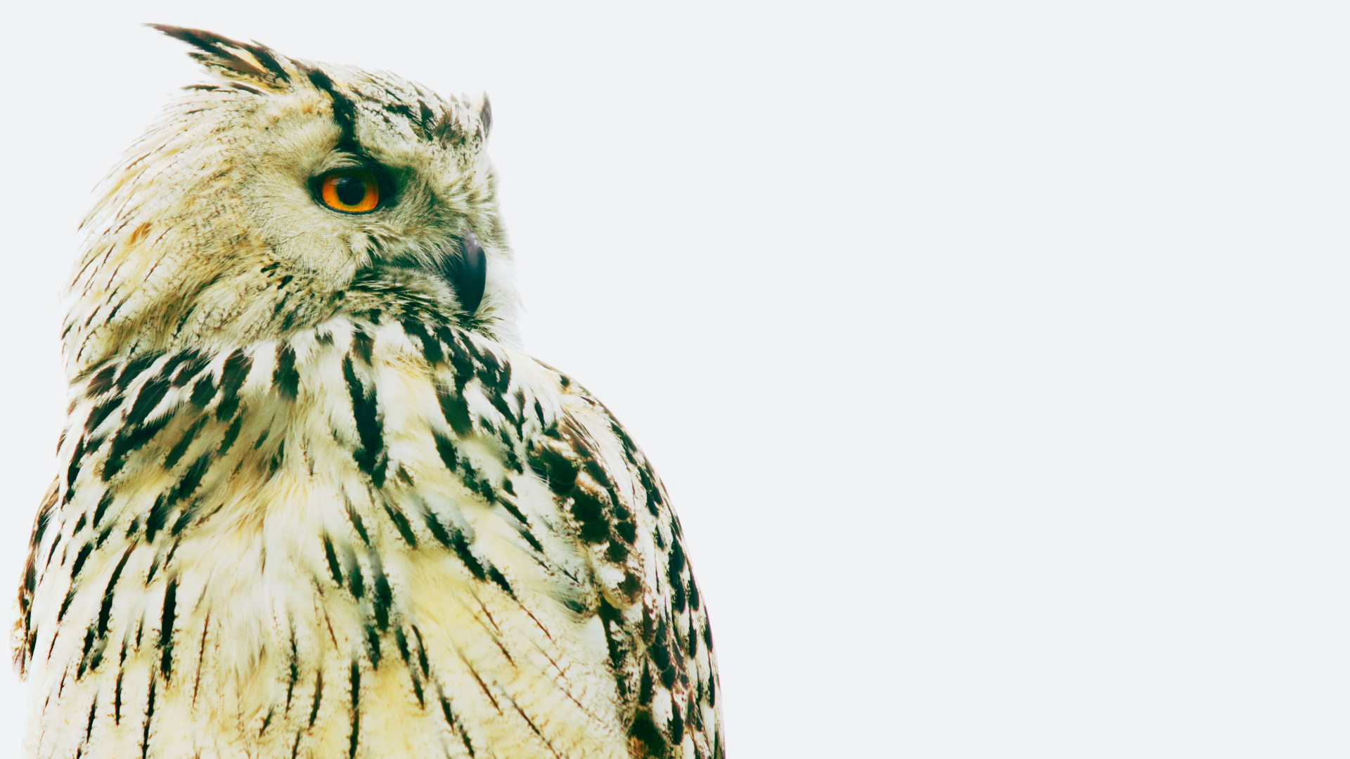 Trauma as Transformation: From Wounds to Wisdom