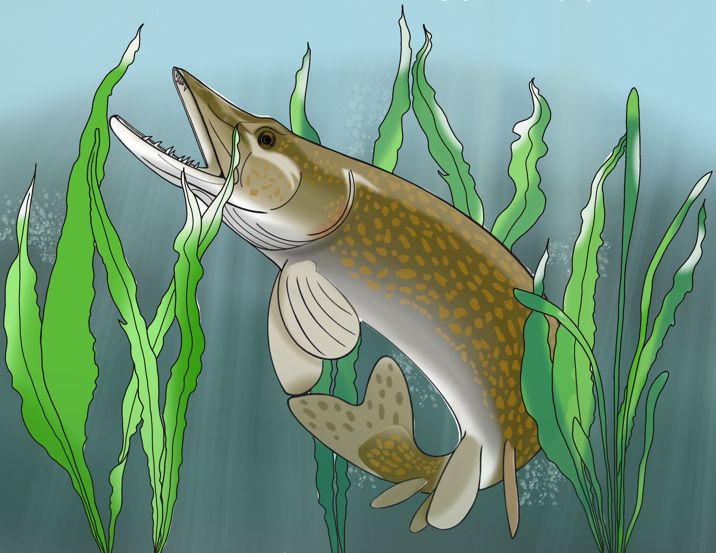 Northern Pike