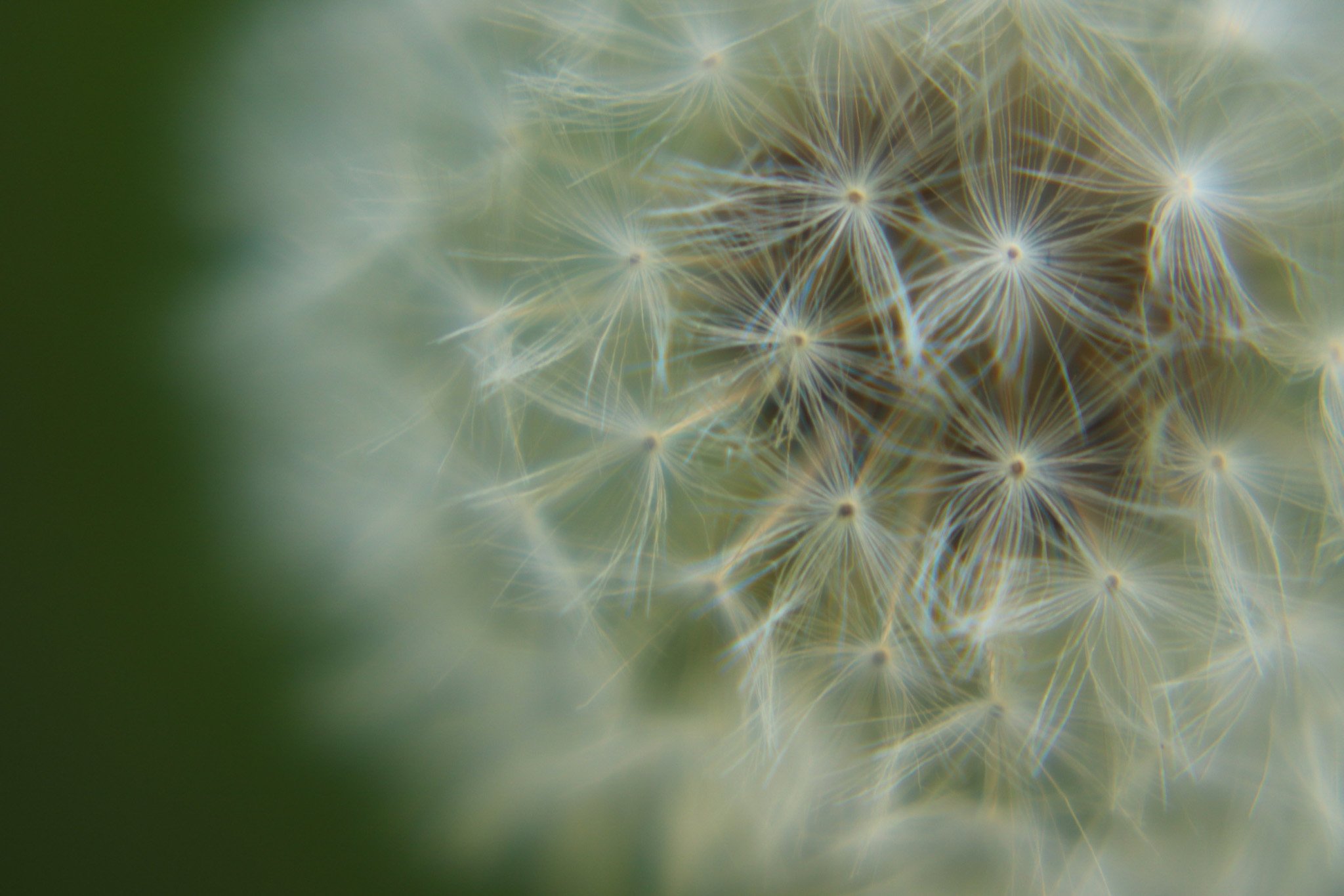 Seeds of Sovereignty