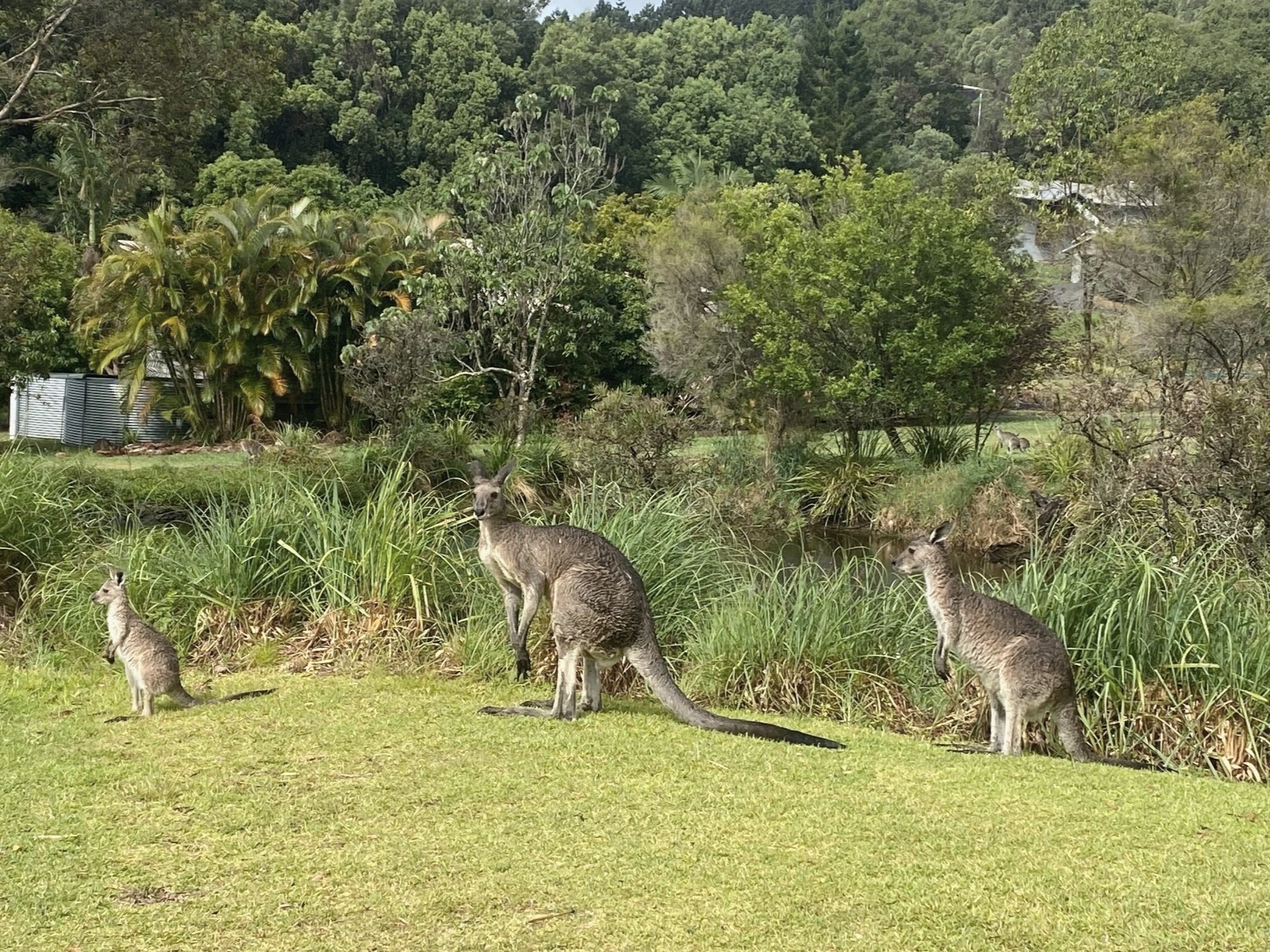 Kangaroos in the Eco Village, Currumbin Valley