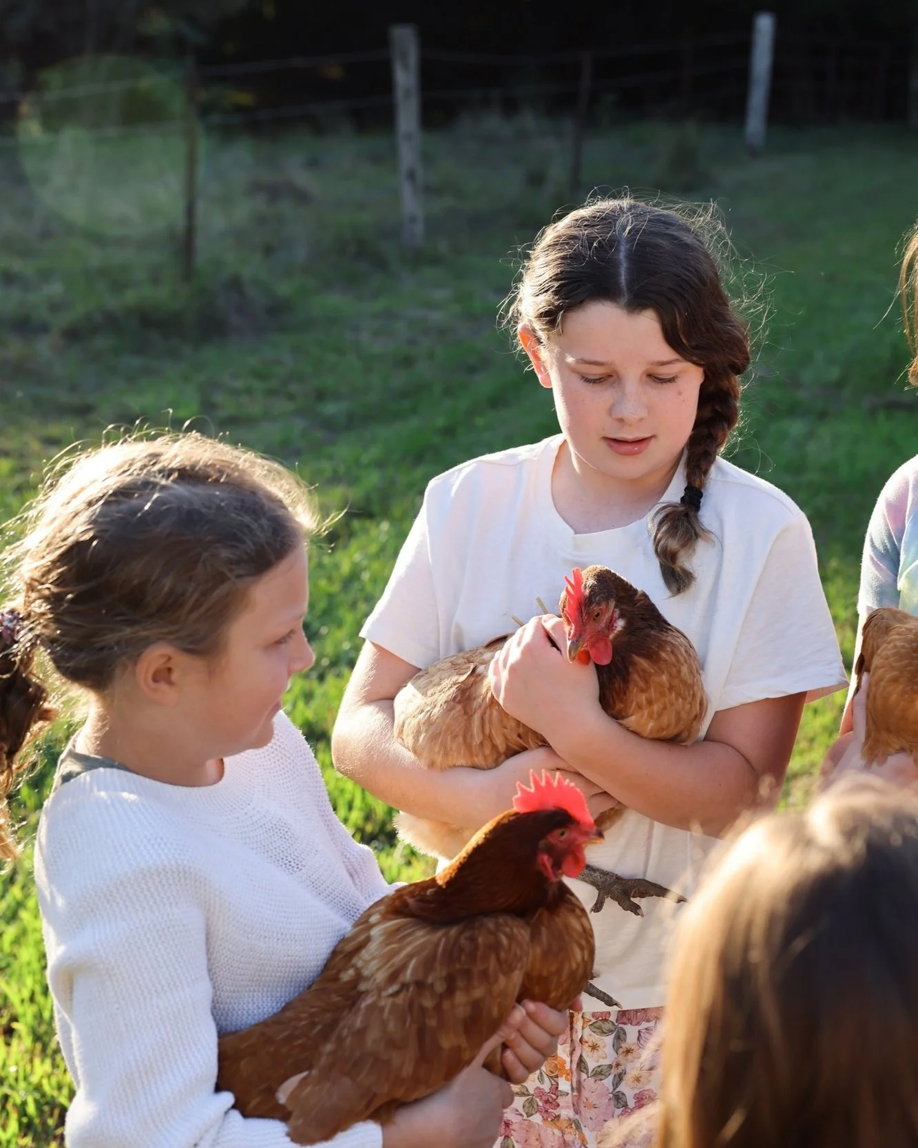 Two young girls holding chickens outdoors on a sunny day, surrounded by other girls with chickens.