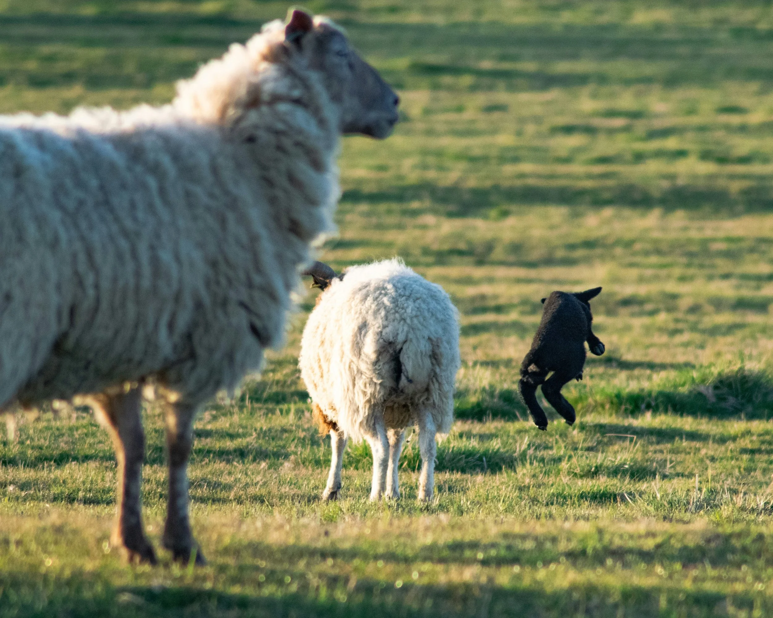 Picture of 2 white woolly sheep with a small black lamb leaping in the air