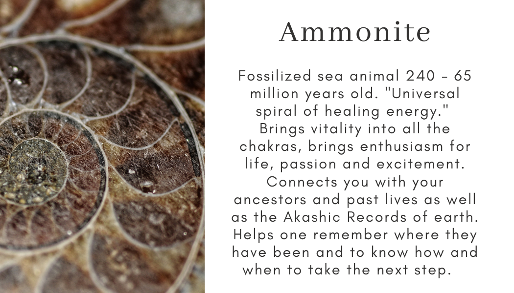 fossilized sea animal spiral of healing vitality enthusiasm for life passion excitement ancestors past lives Akashic Records of earth remember where we have been
