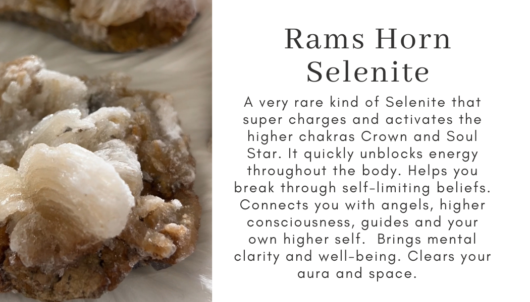 rams horn selenite Find Your Center Seattle
