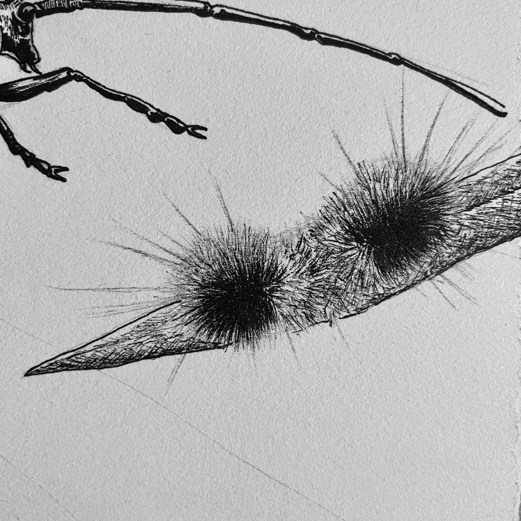 Day 20 Spotted Tussock Moth Caterpillar, pen and ink, 2022