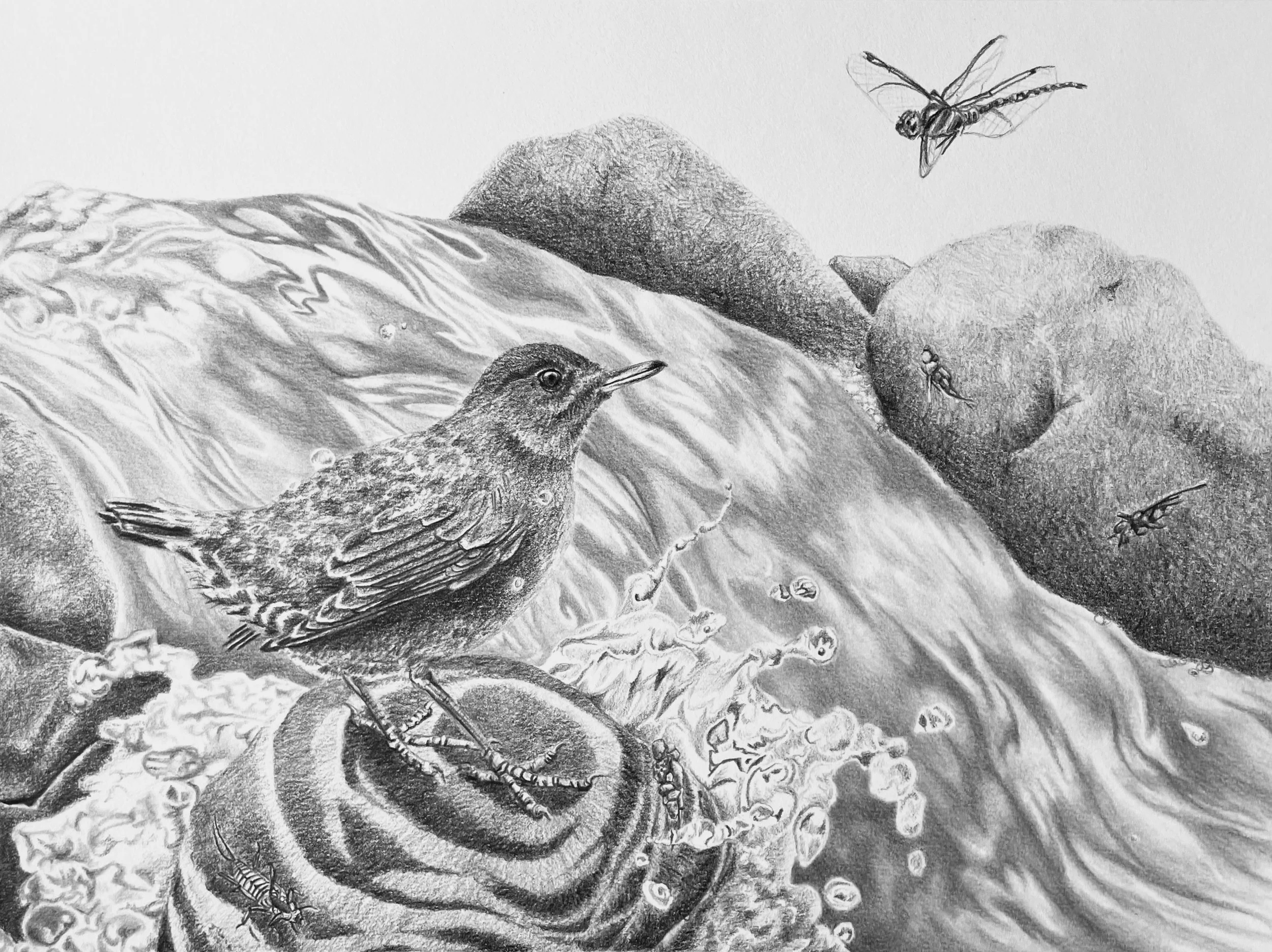 Little Prickly Pear Dipper, Graphite, 2024
