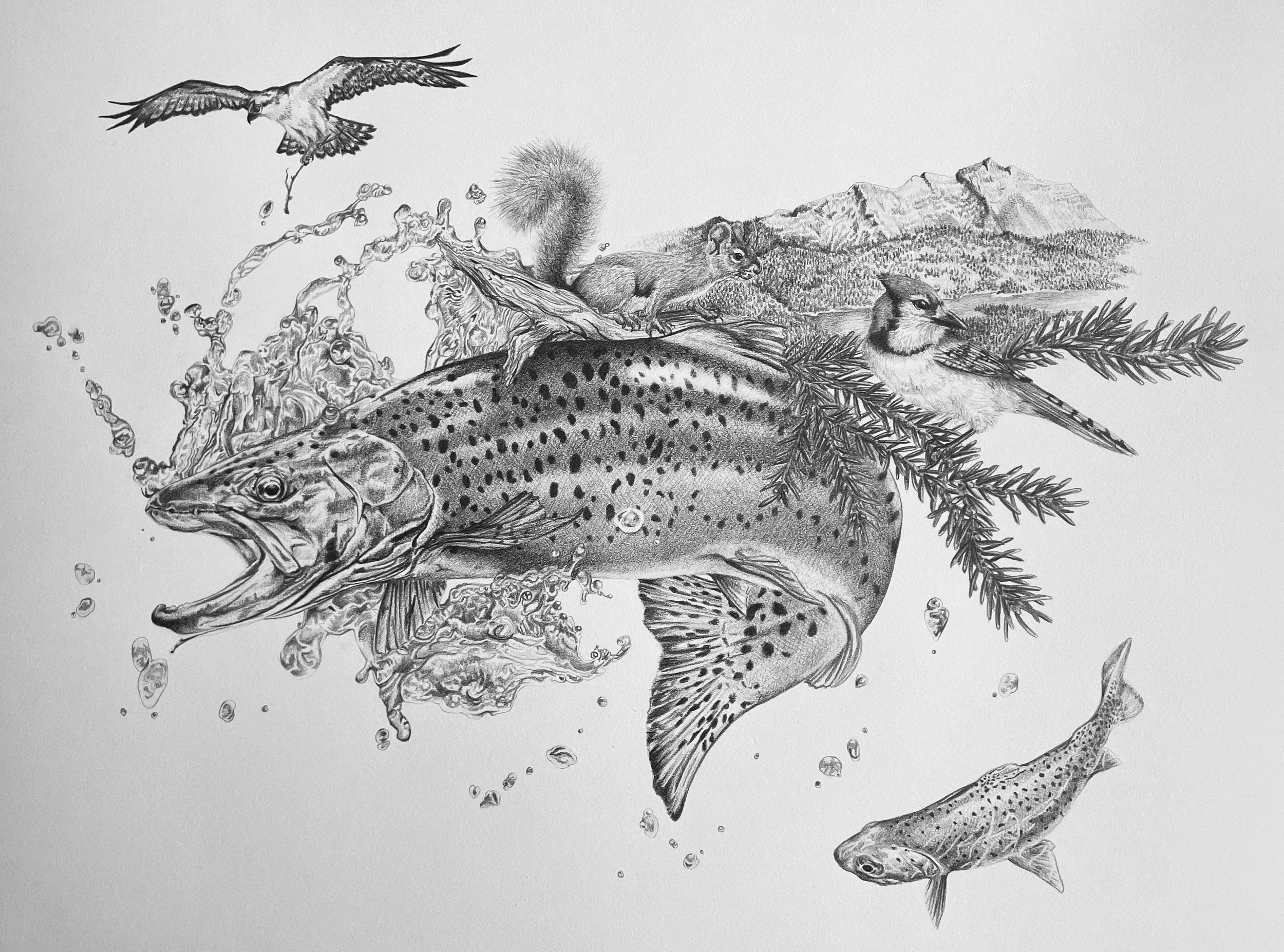 Devil's Elbow Rainbow Trout, graphite, 2022