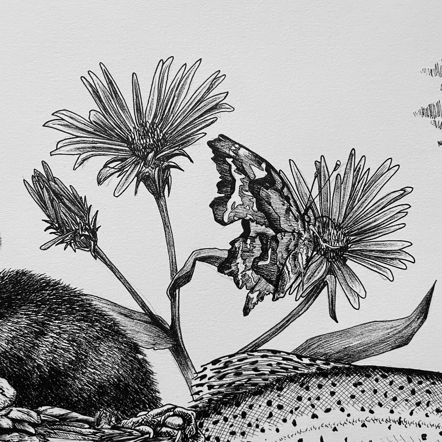 Day 16, Satyr Comma and Purple Asters, pen and ink, 2022