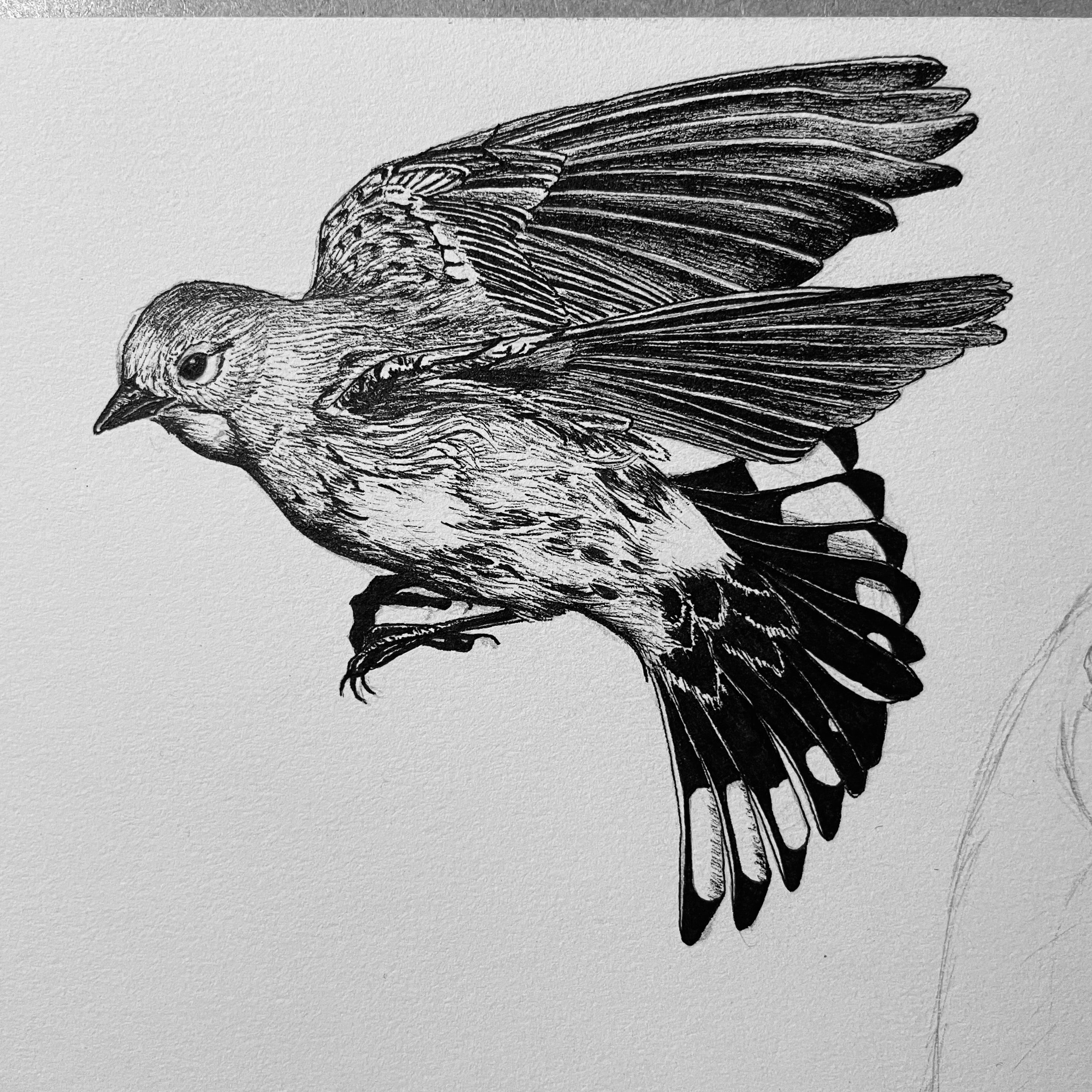 Day 10, Yellow-rumped Warbler, pen and ink, 2022