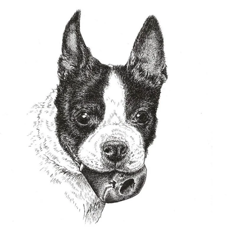 Star, Pen and ink, 2022