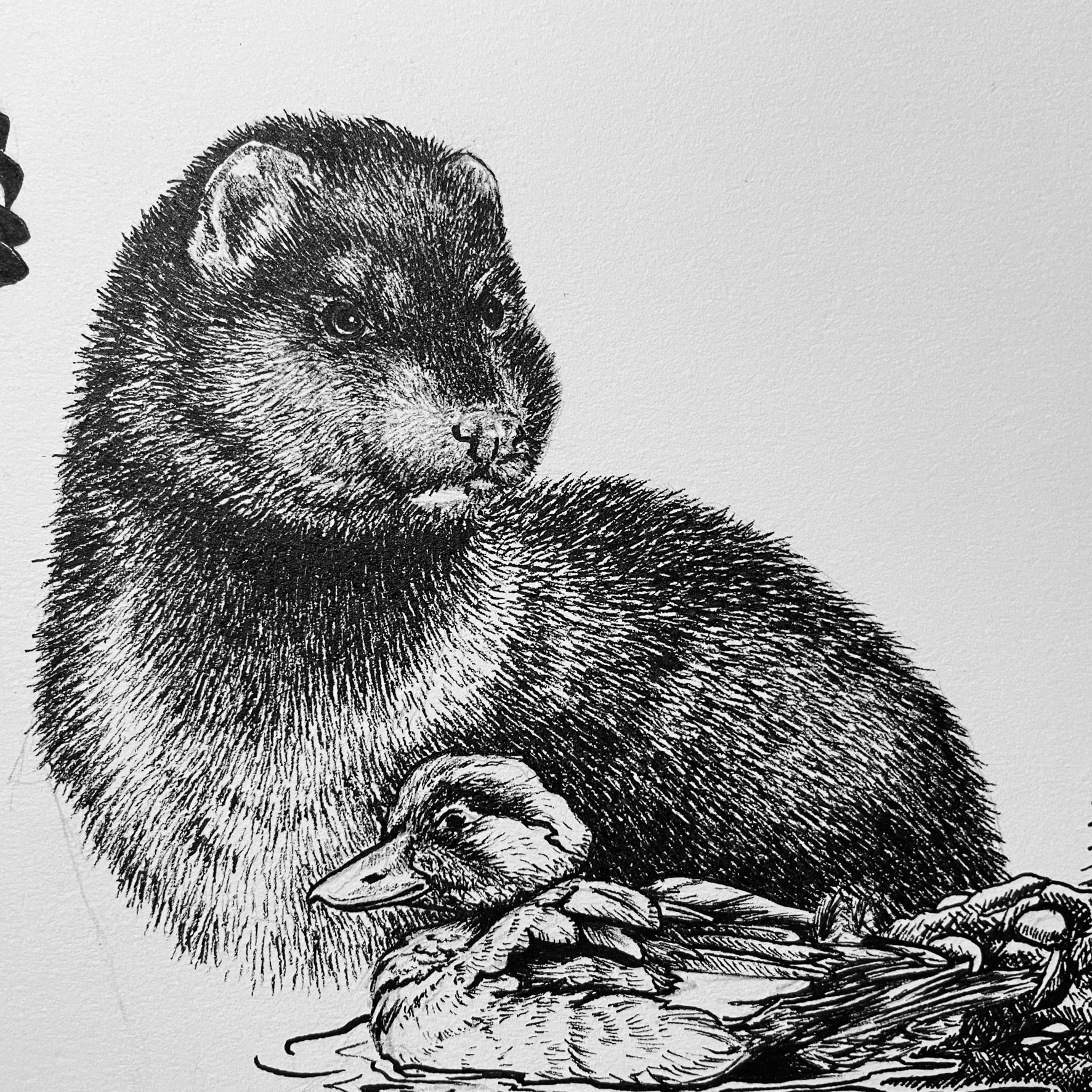 Day 11, Mink, pen and ink, 2022