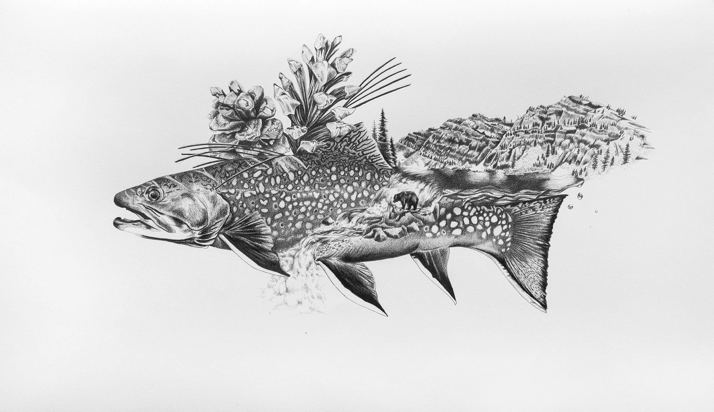 Baldy Brook Trout, graphite, 2021