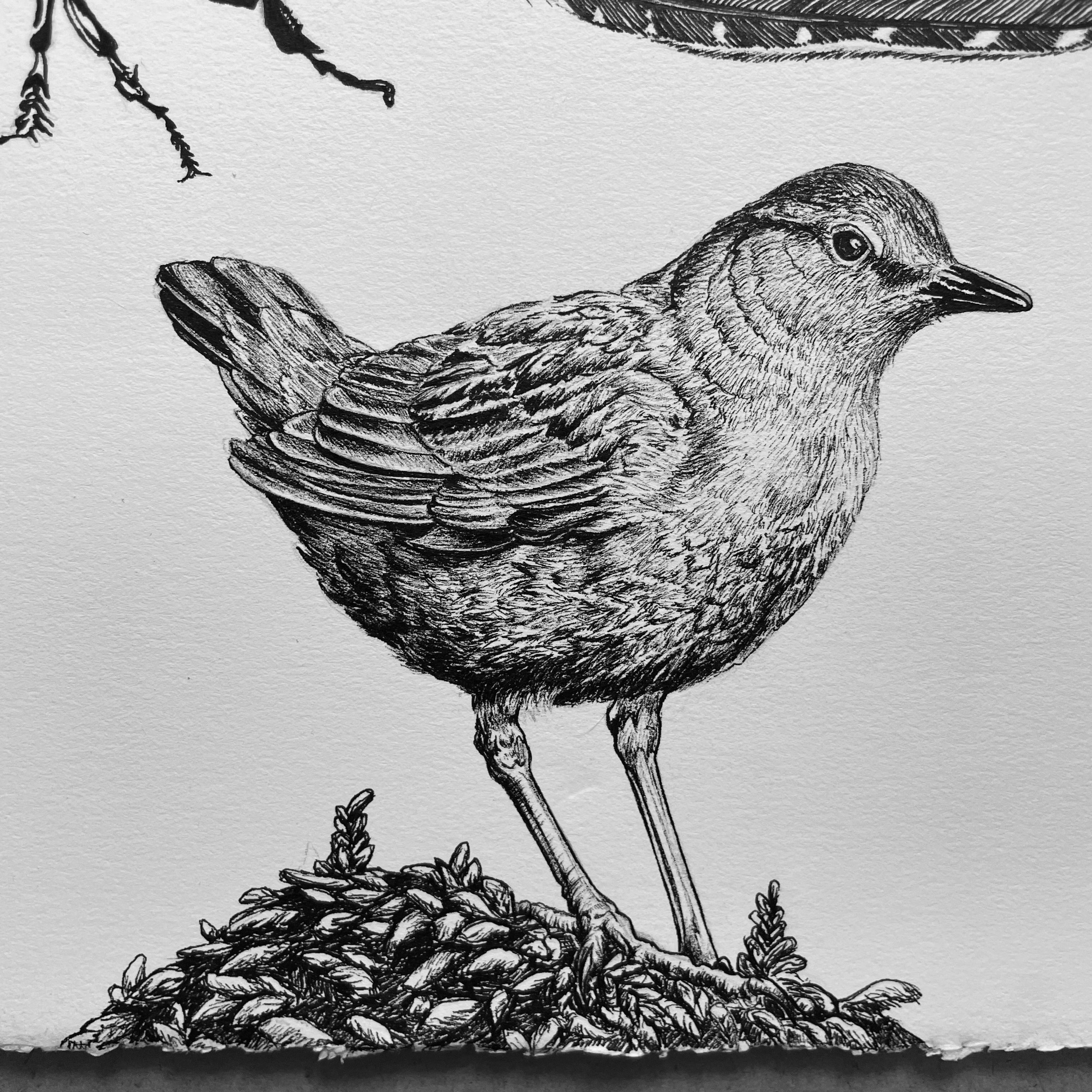 Day 12, Dipper, pen and ink, 2022