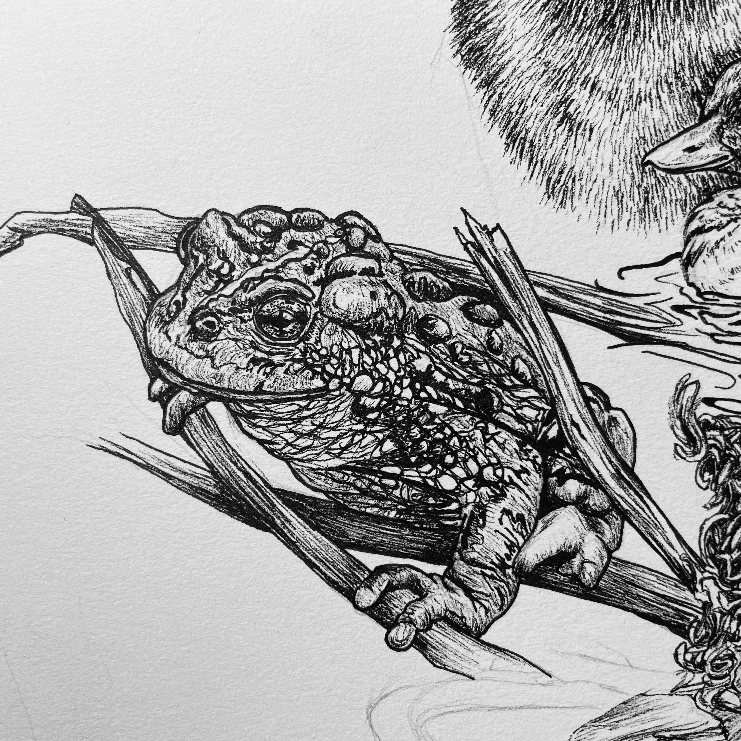 Day 14, Western Toad, pen and ink, 2022