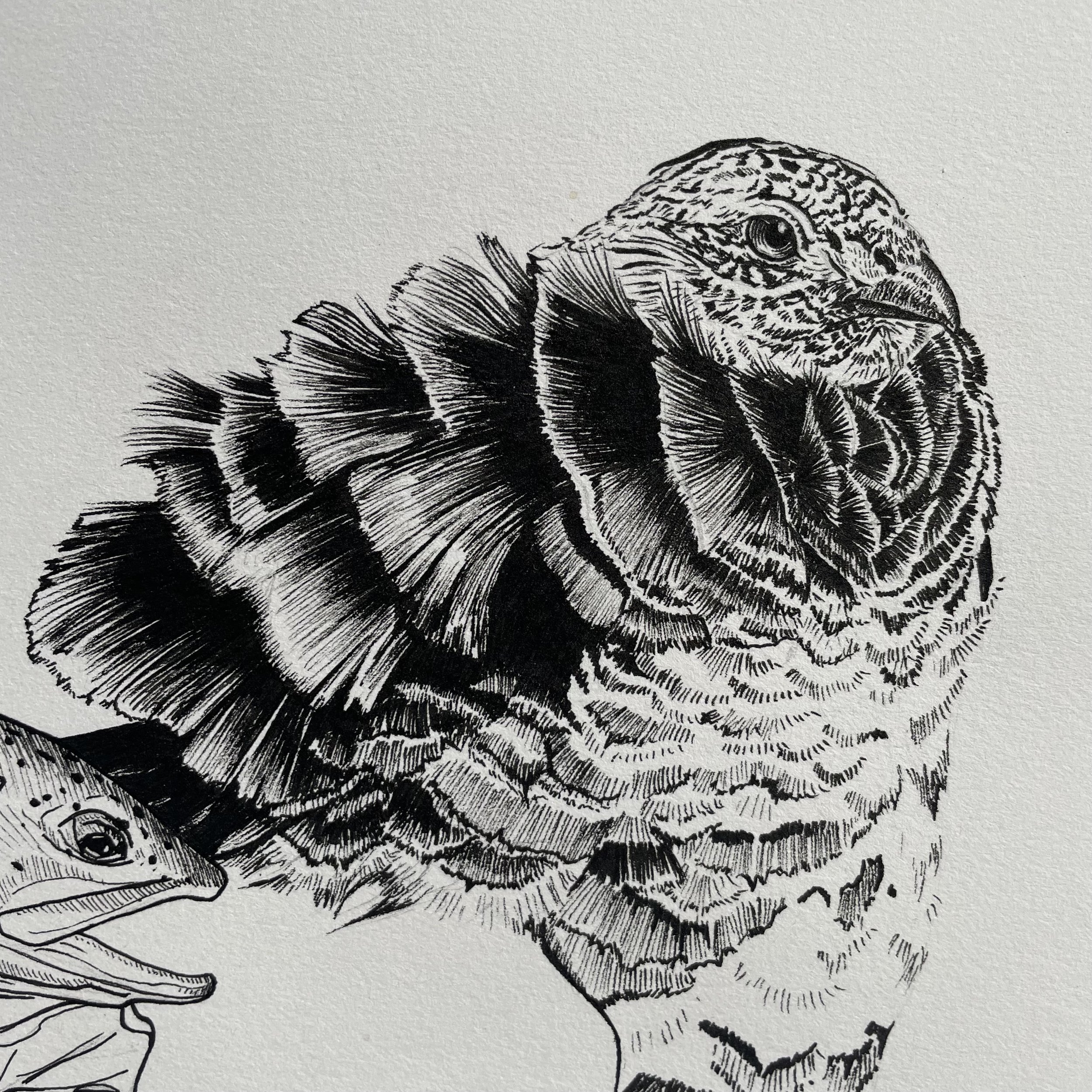 Day 8, Ruffed Grouse, pen and ink, 2022