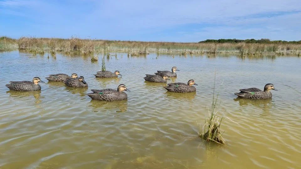 2026 South Australian Duck Season Announcement!
