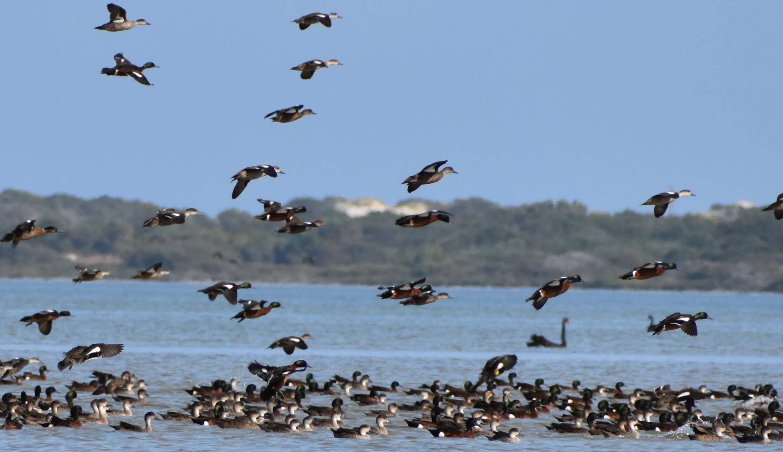South Australian Duck and Quail Seasons Announced — CHASA