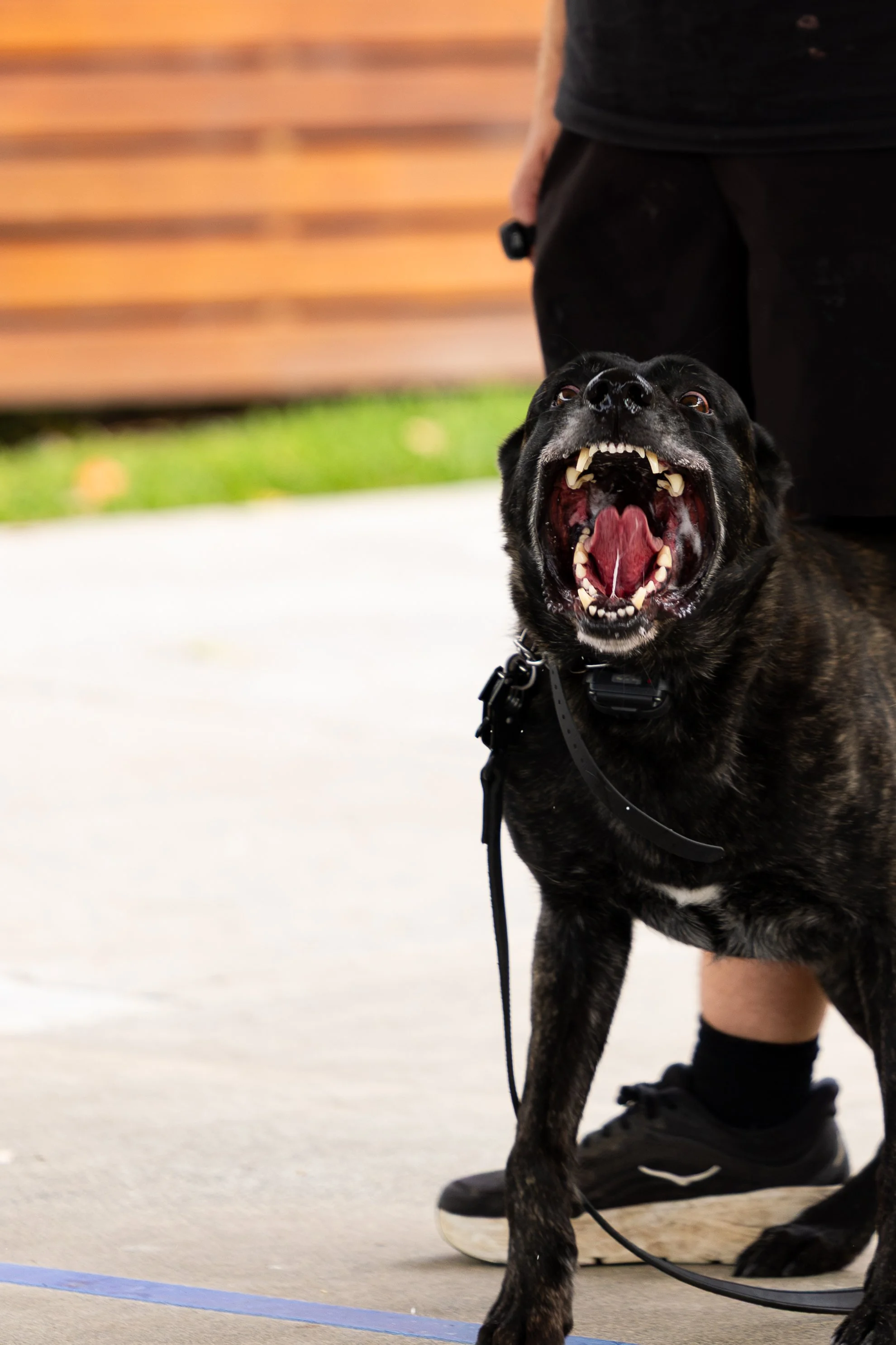 A black and brown dog with its mouth open, showing teeth, standing on the ground near a person wearing black sneakers and black pants. The background is blurred with a wooden fence and green grass.