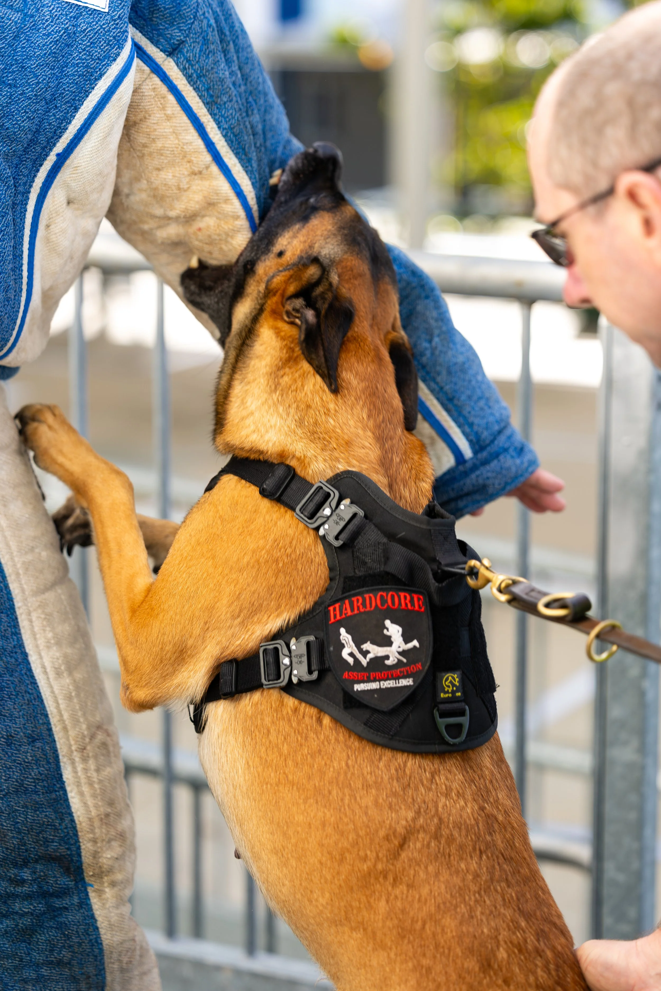 Security guard dog wearing a black harness beside its handler biting a trainer