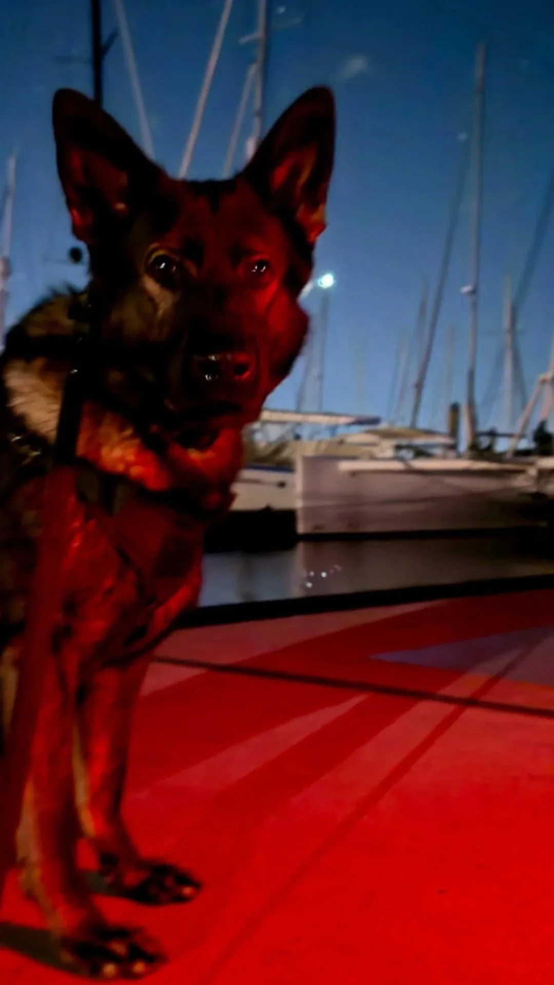 German shepherd security dog standing on a boat dock under red lighting, with sailboat rigging in the background