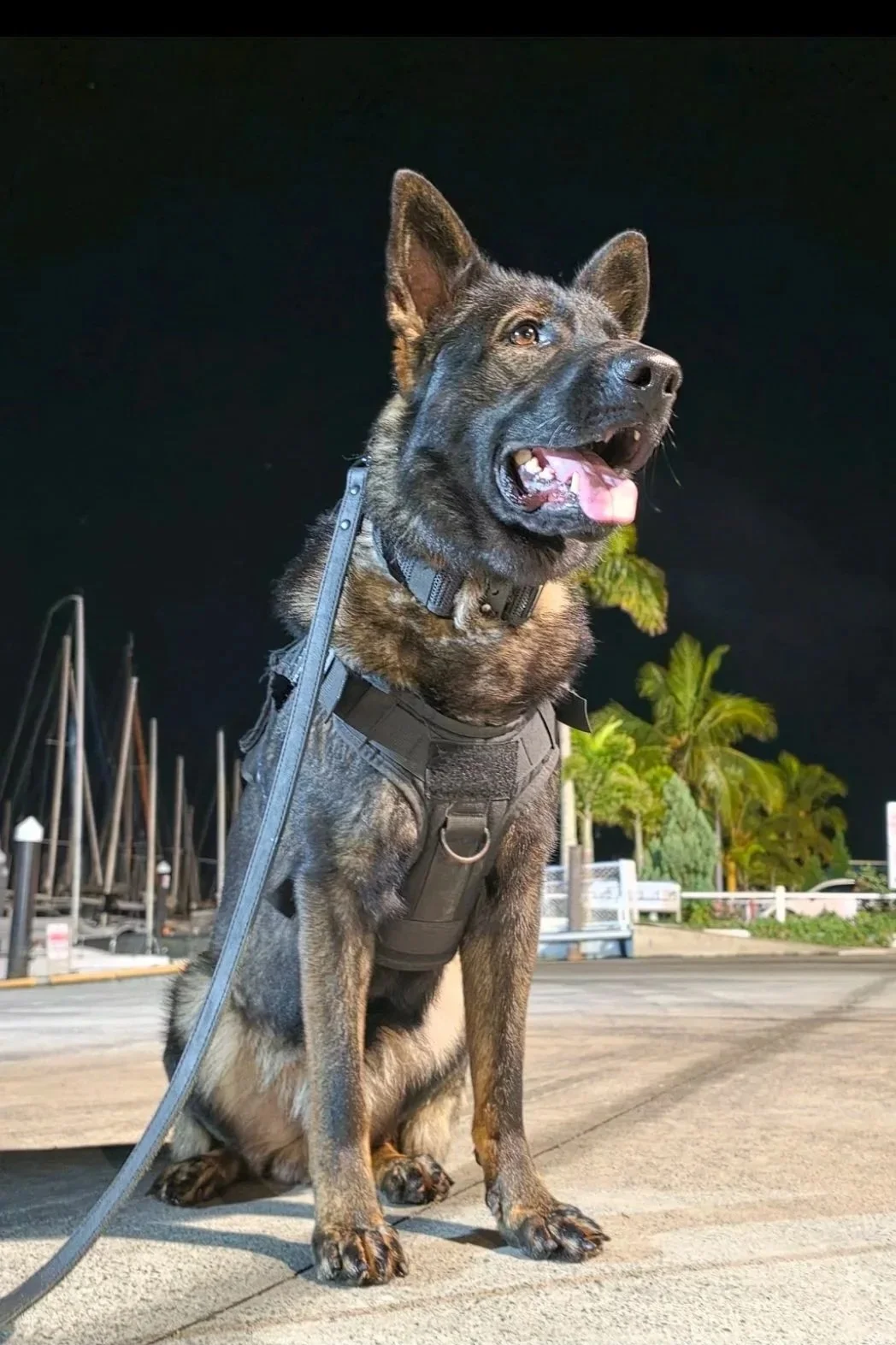 German Shepherd wearing a tactical harness and leash, sitting outdoors at night