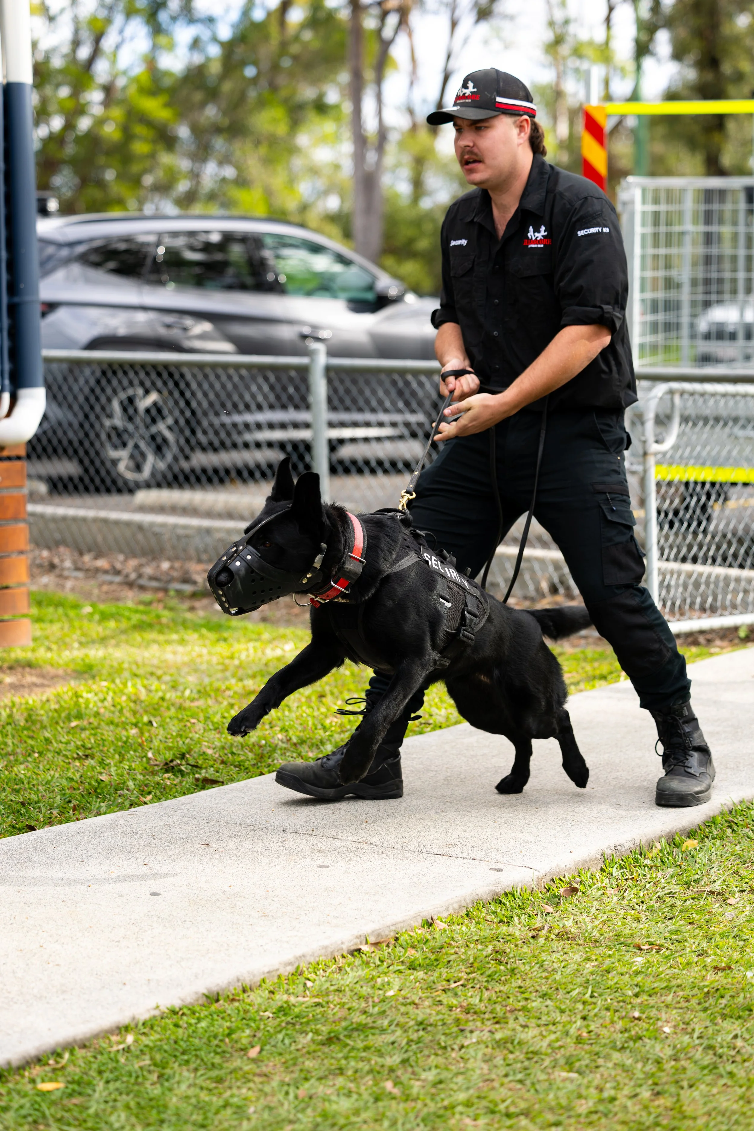 A security officer in black uniform and cap is guiding a black police dog with a harness along a sidewalk indoors or outdoors. The officer looks focused, and the background shows a chain-link fence, parked cars, and trees.