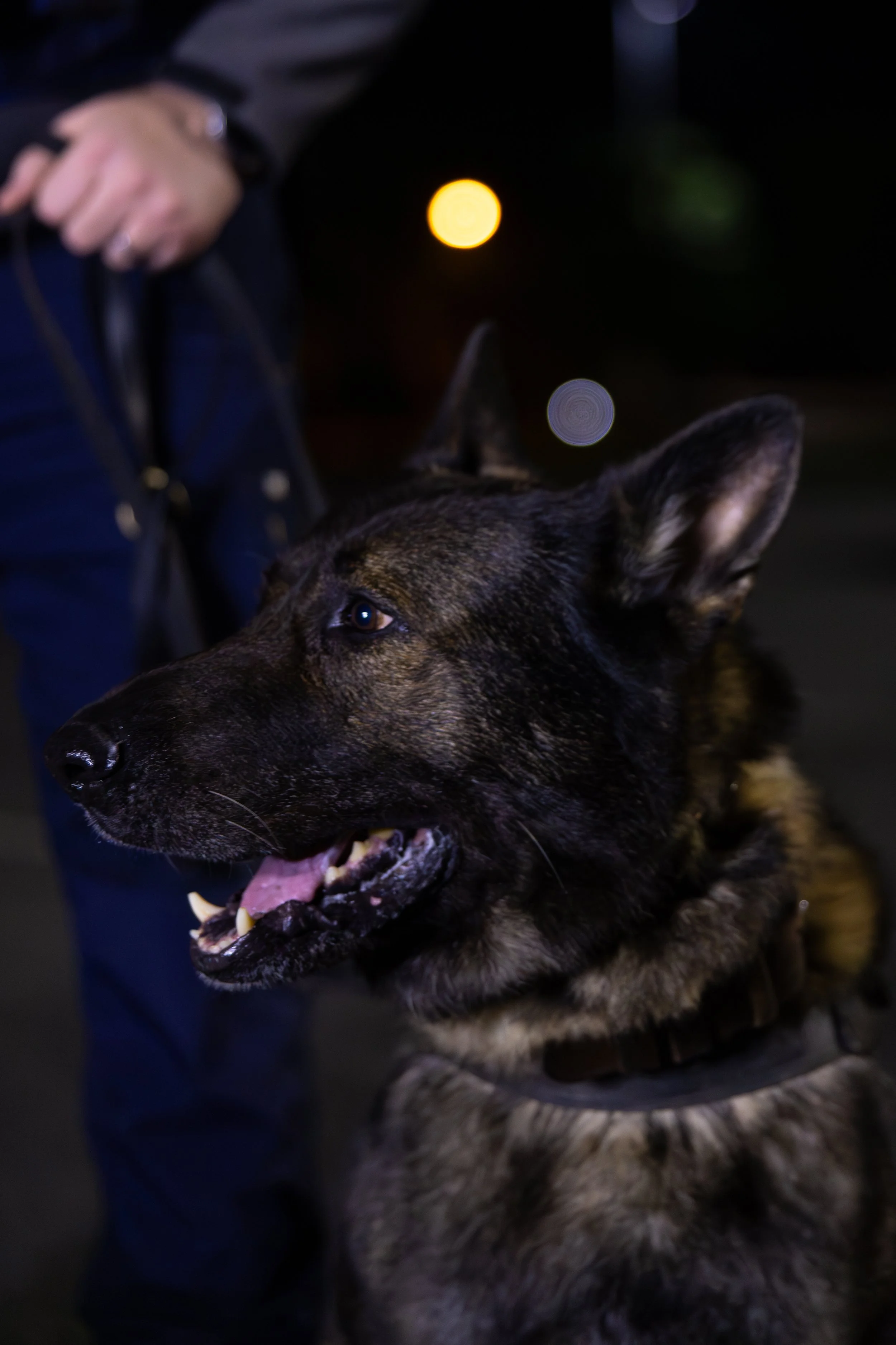 Close-up of a security k9 dog with handler at night on patrol