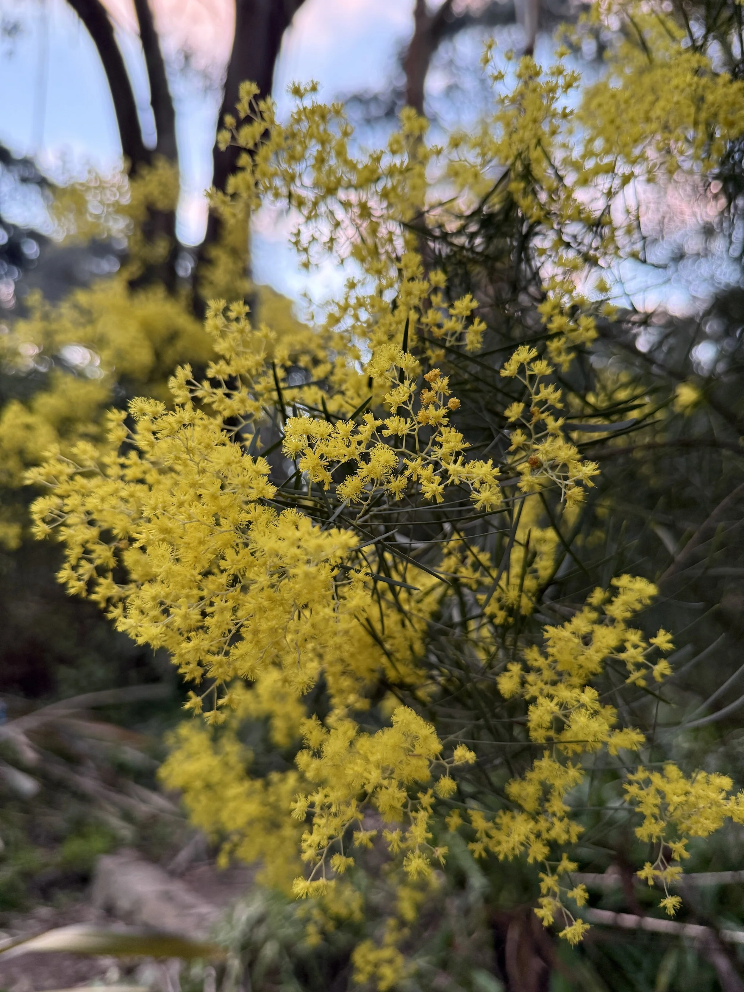 In Honour of Wattle.