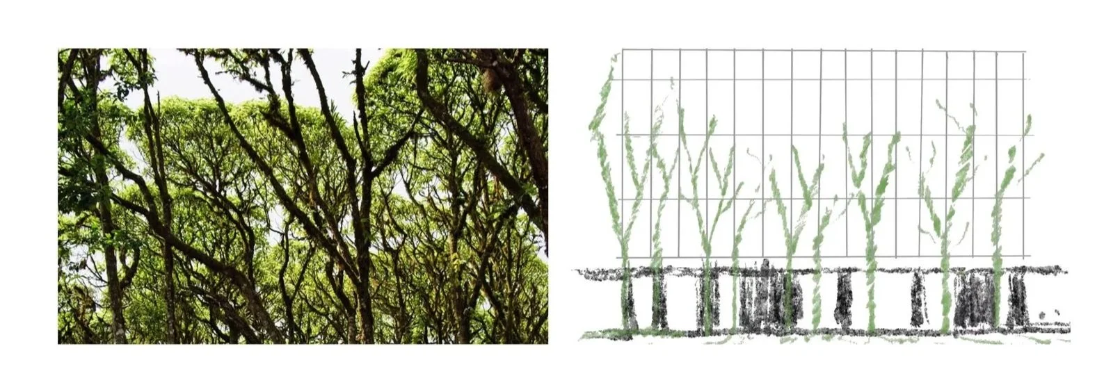 A photographic image of tree branches with green leaves on the left, and a line drawing of the same trees and branches with a grid overlay on the right.
