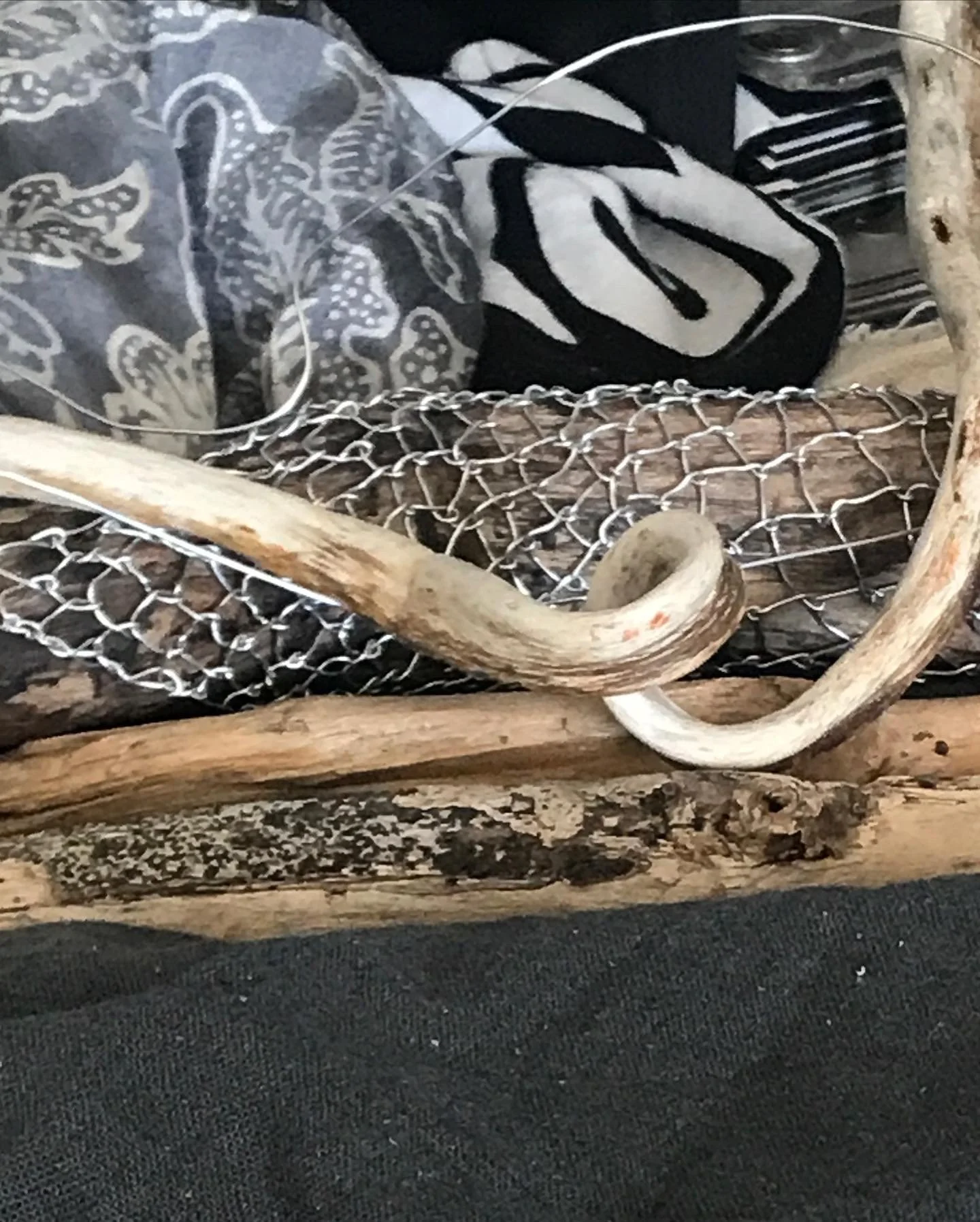 A skeleton of a snake in a wooden and wire enclosure with some fabric and metallic objects in the background.