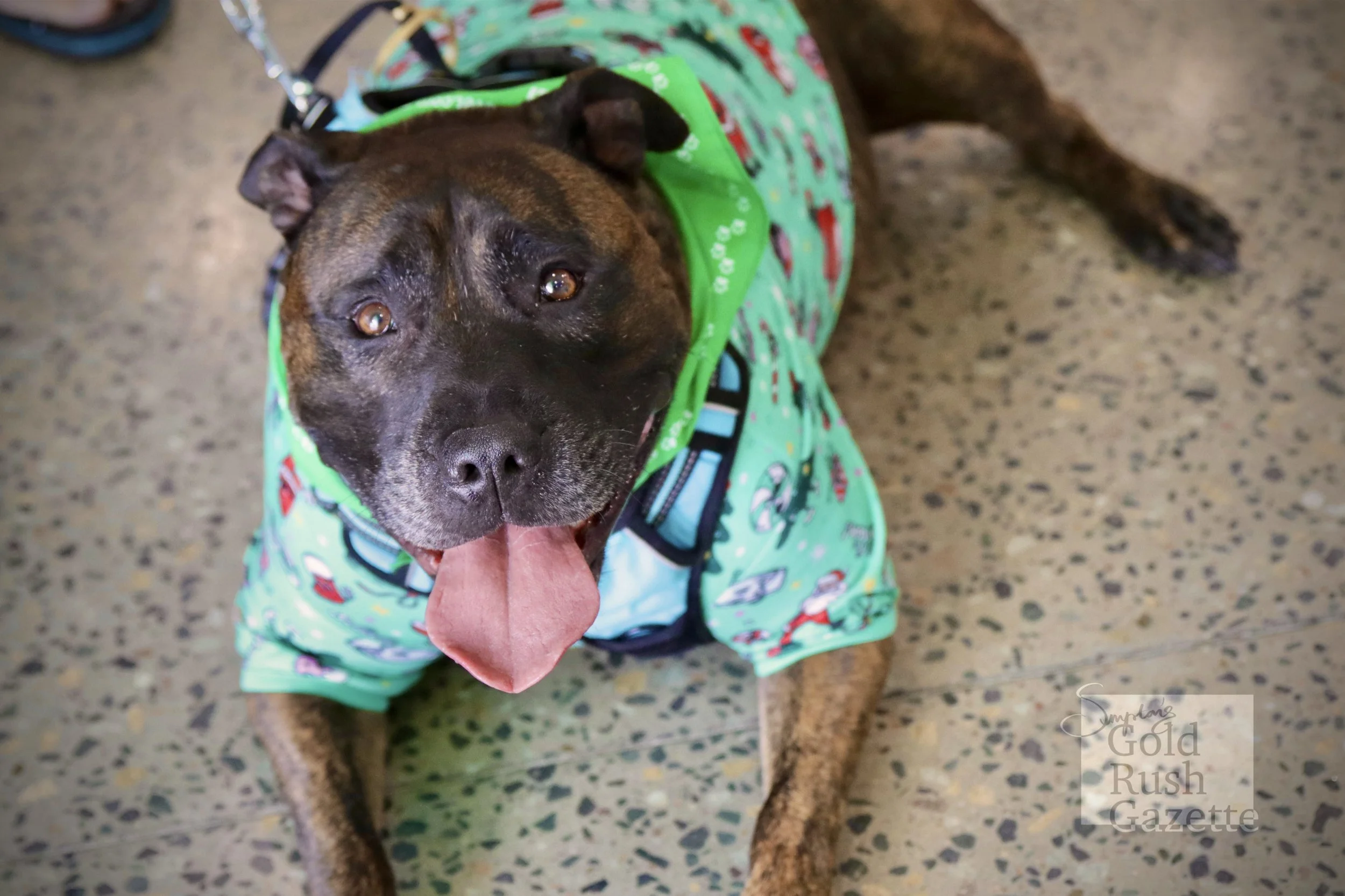 The Charters Towers Veterinary Service Open Day (2023)