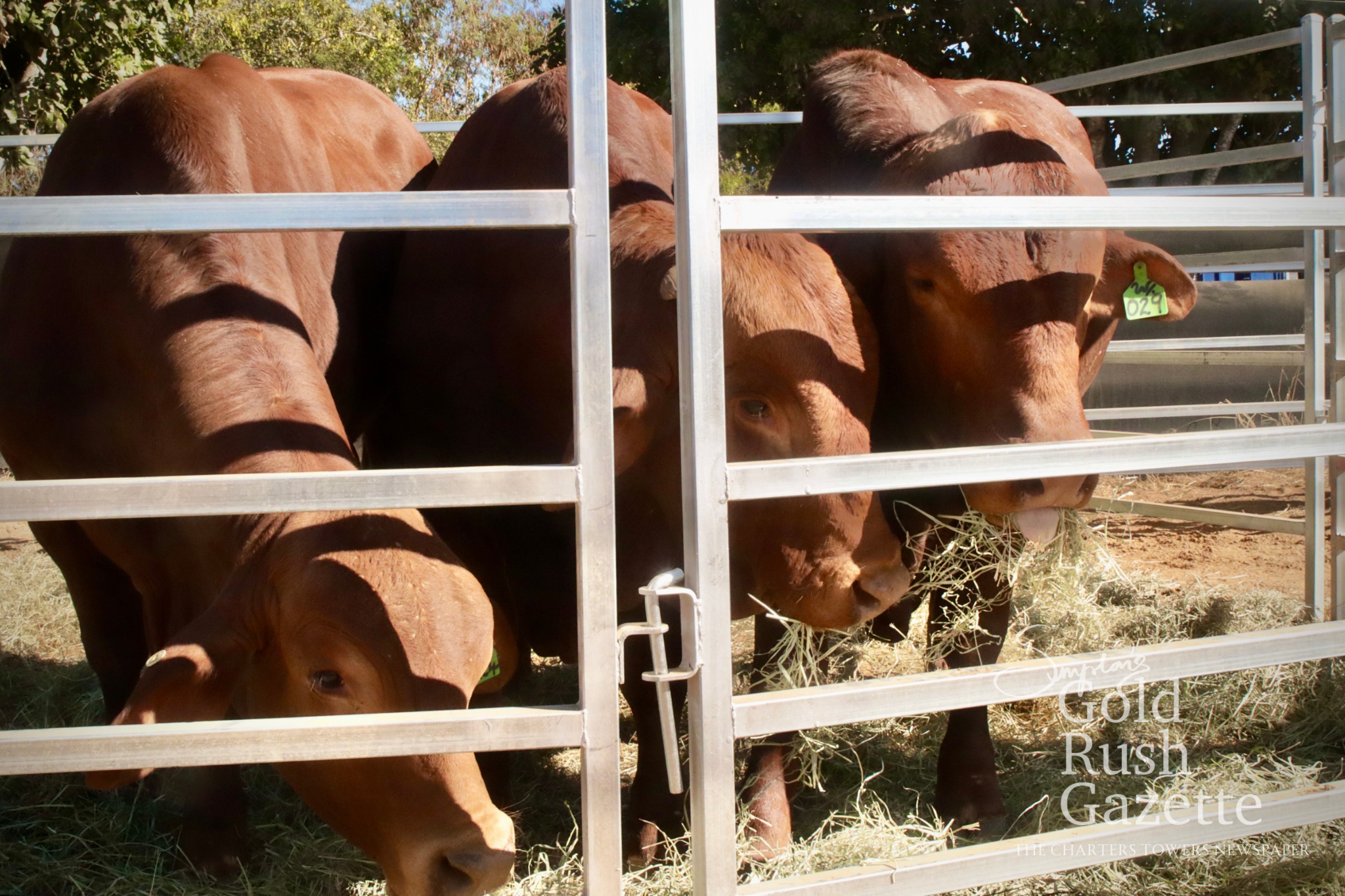The 2026 Charters Towers Northern Beef Producers Expo held at the Dalrymple Saleyards and Equestrian Centre