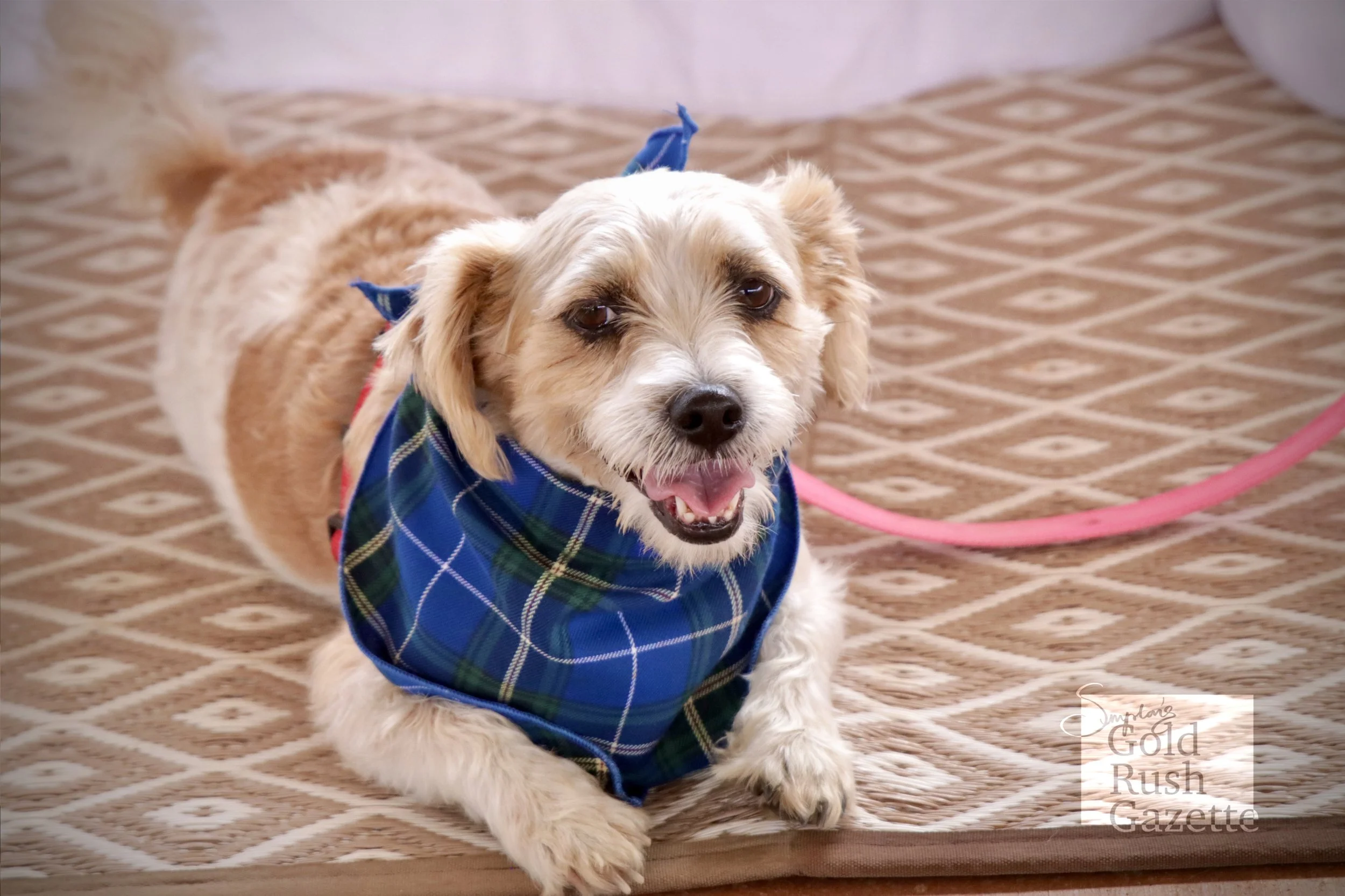 The Goldtower Central Pet Expo (2023)