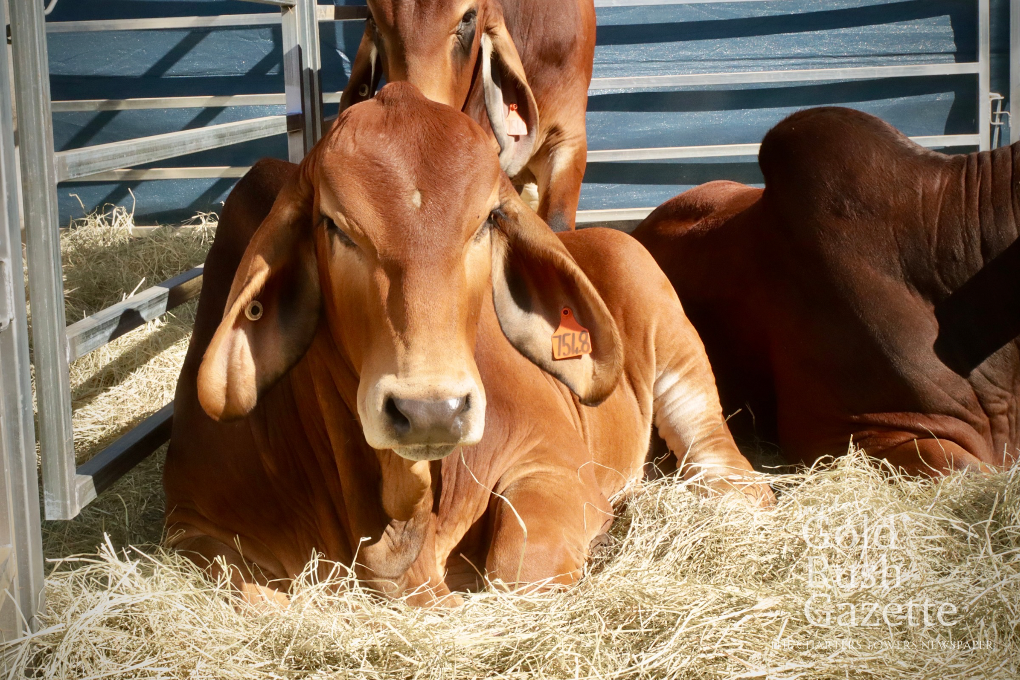 The 2026 Charters Towers Northern Beef Producers Expo held at the Dalrymple Saleyards and Equestrian Centre