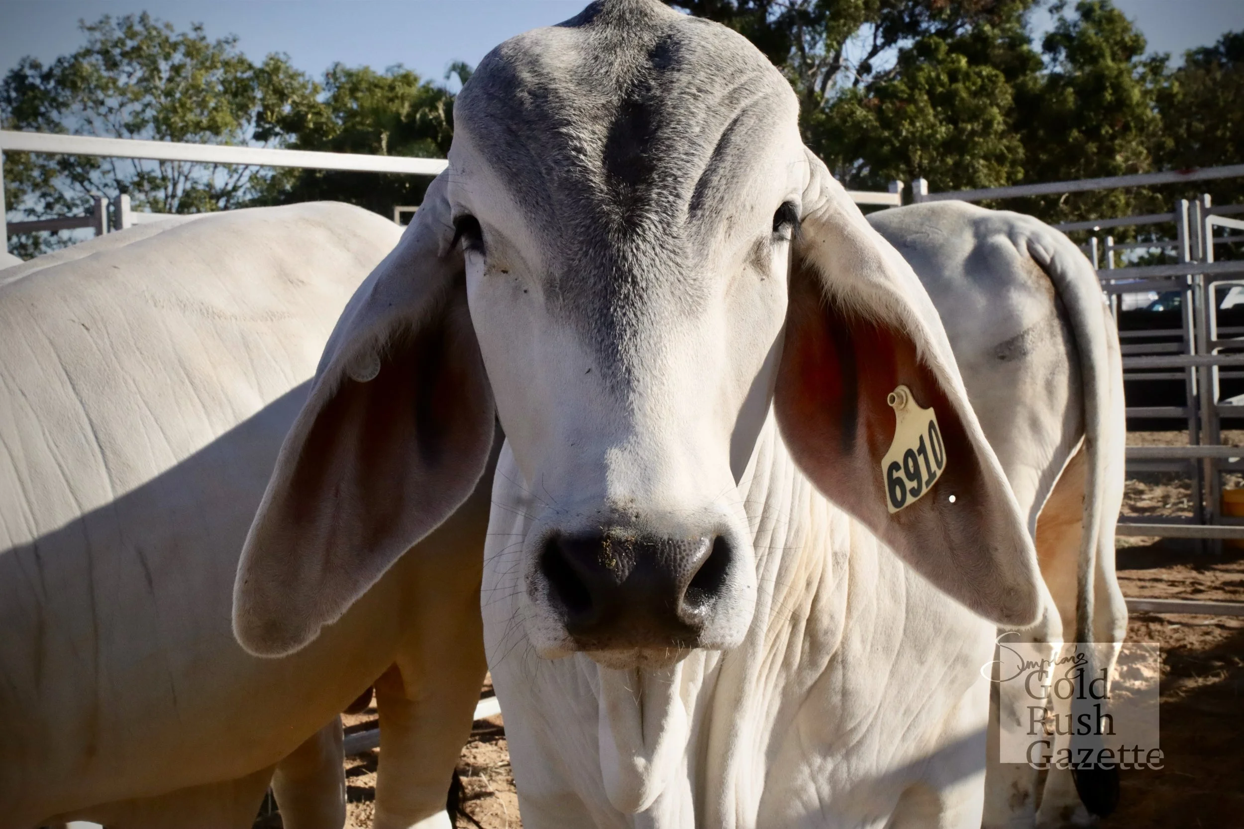 The 2024 Northern Beef Producers Expo