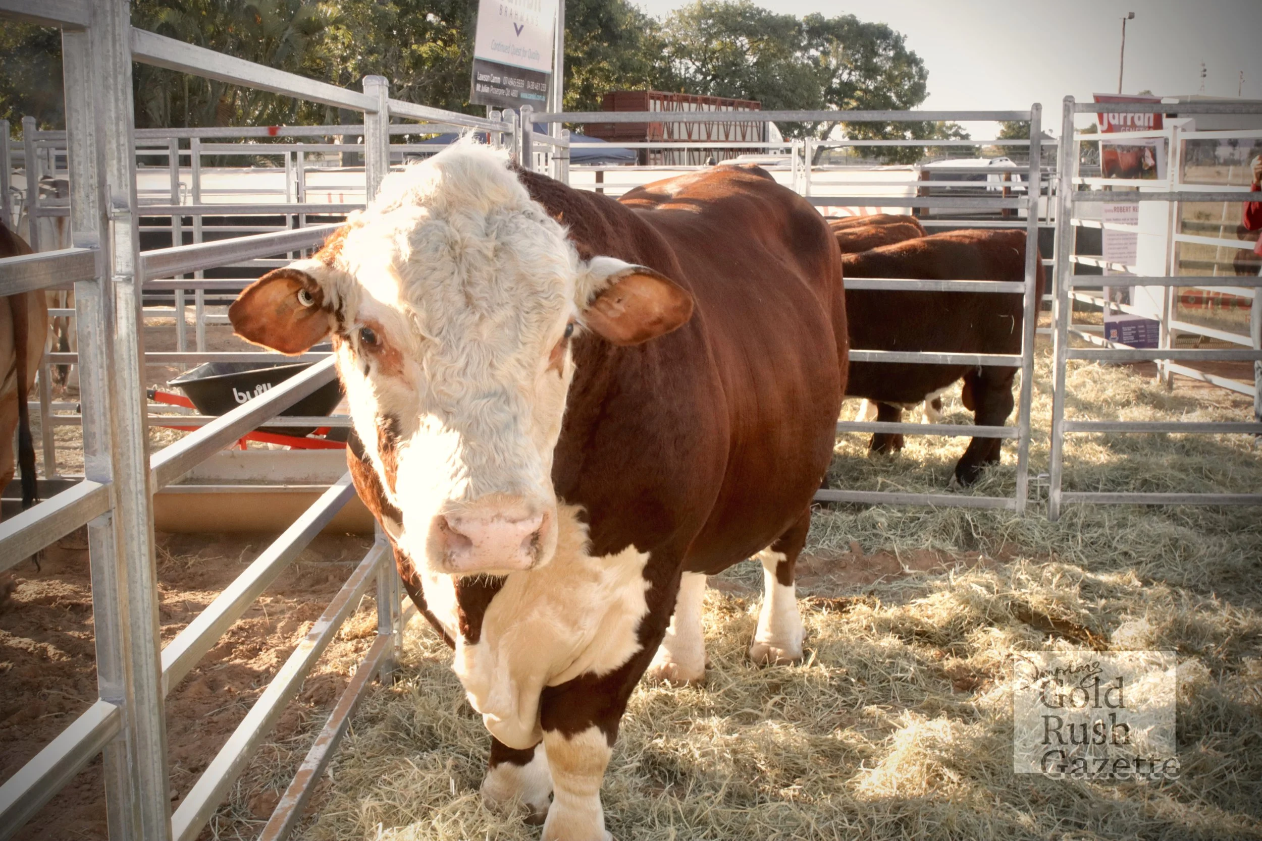 The seventh Northern Beef Producers Expo at the H.M. Clarke Saleyards and Equestrian Centre (2023)