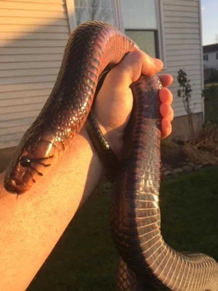 Taurus from Christopher Daniel.jpg