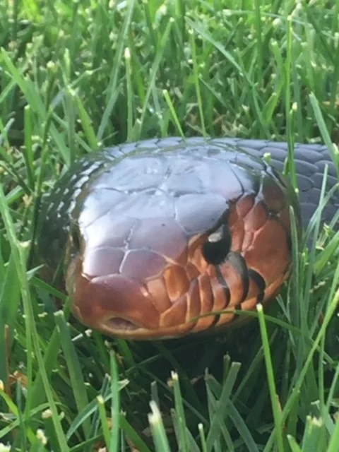 Jack closeup from Christopher Daniel.jpeg