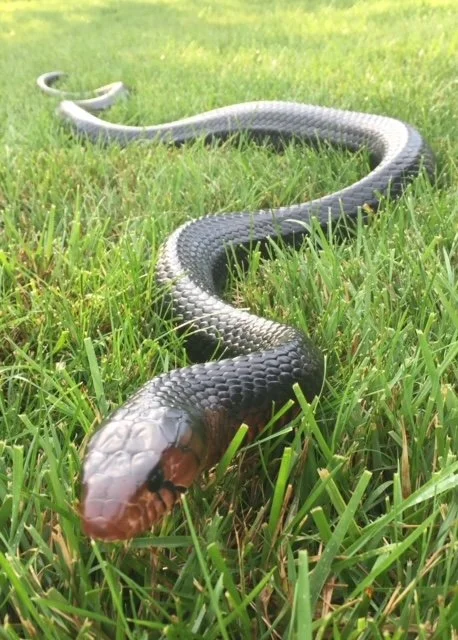 Jack from Christopher Daniel.jpeg