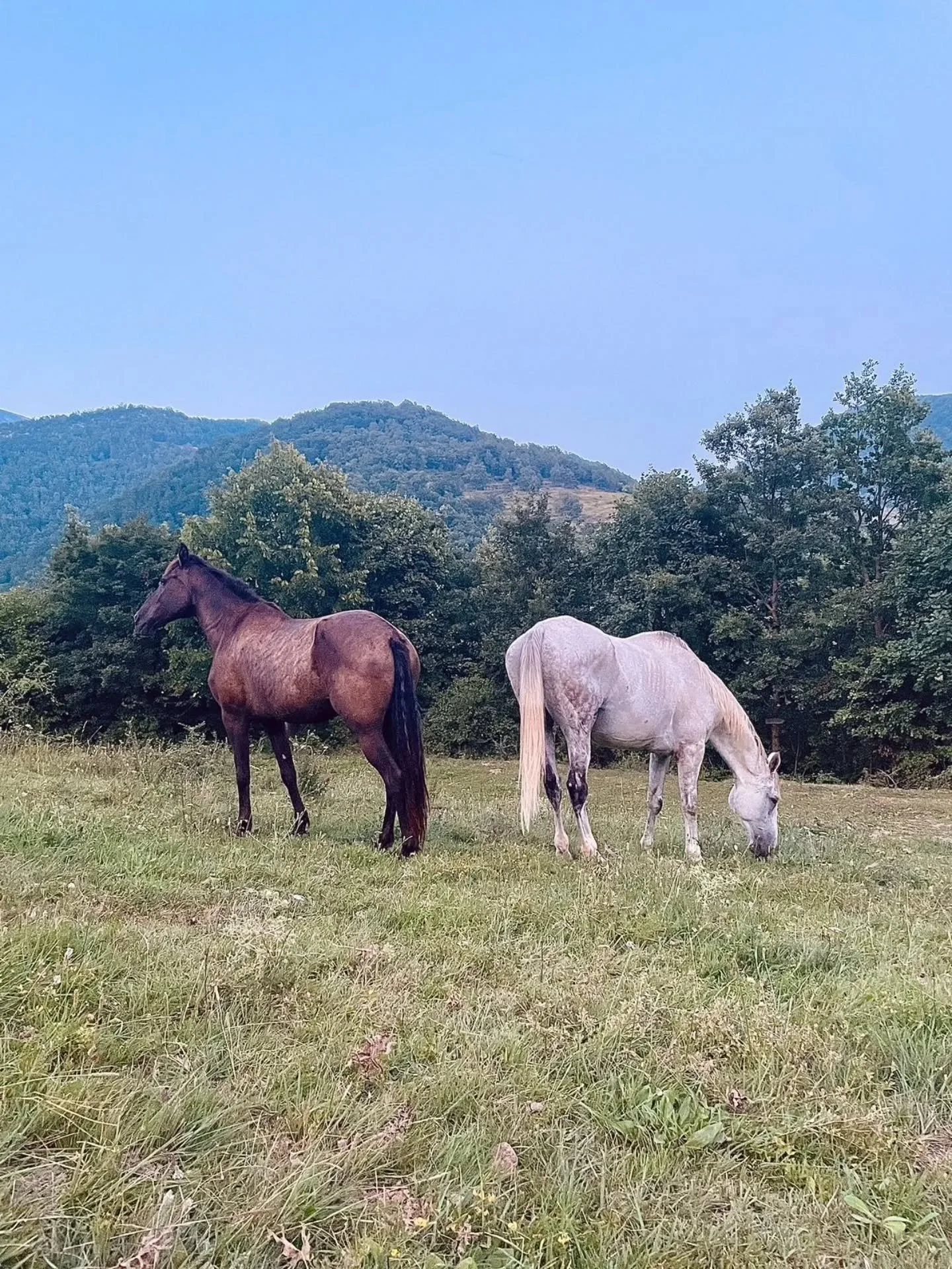 🐴🐴 Fa uns mesos vam acollir la Fúcsia i el Blanc, dos cavalls que, a causa de lesions, ja no podien continuar competint. Malauradament, aquest és el final de massa cavalls dins del món de la competició. L’acollida