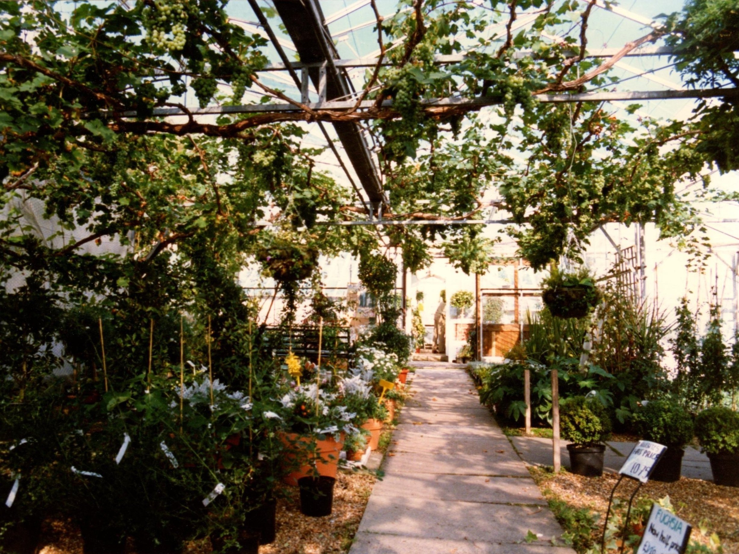 Inside the main greenhouse