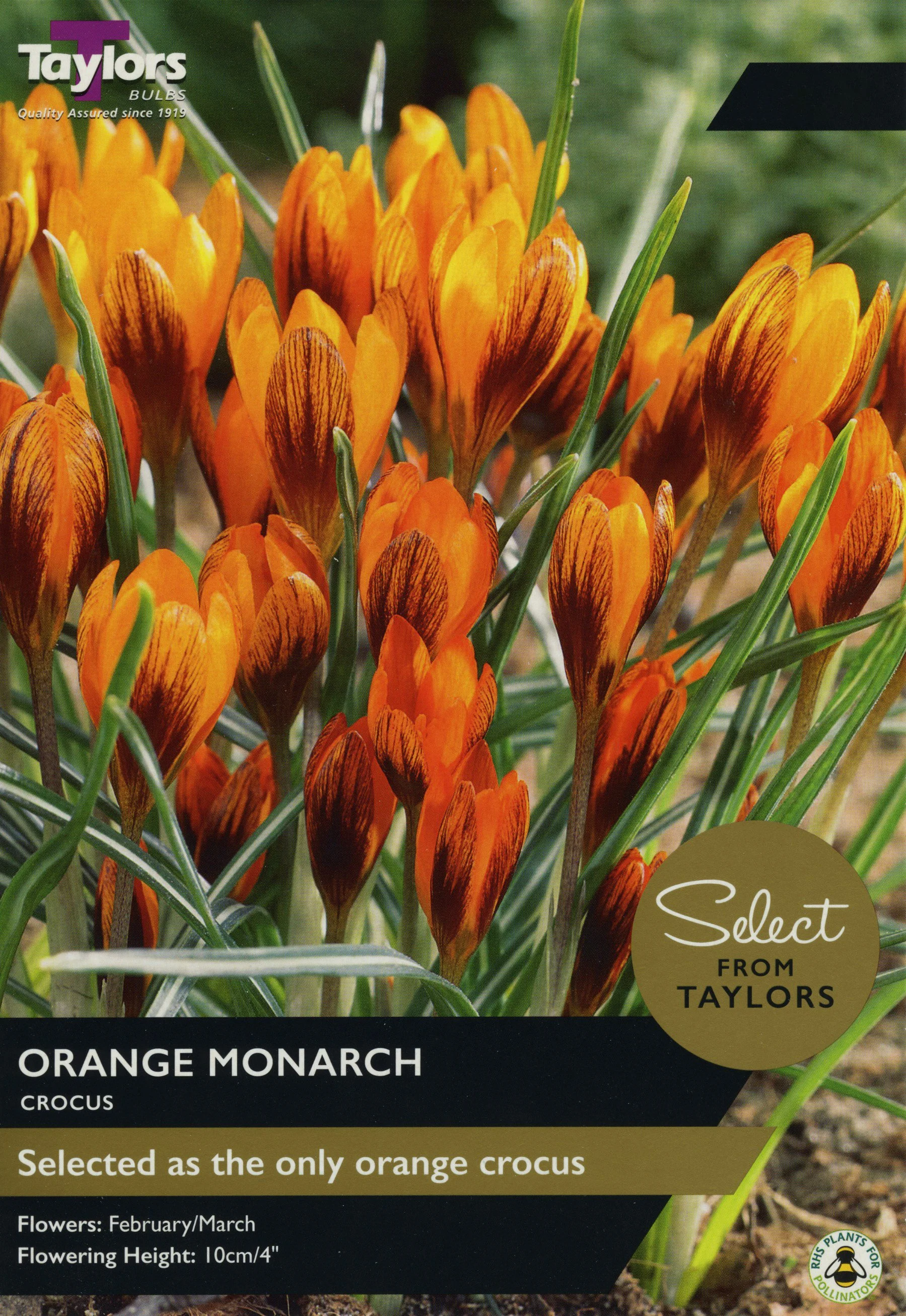 Crocus Orange Monarch