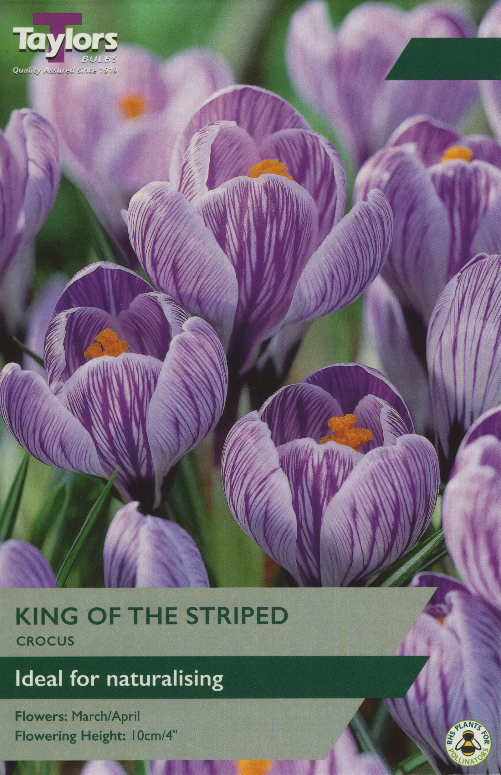 Crocus King of the Striped