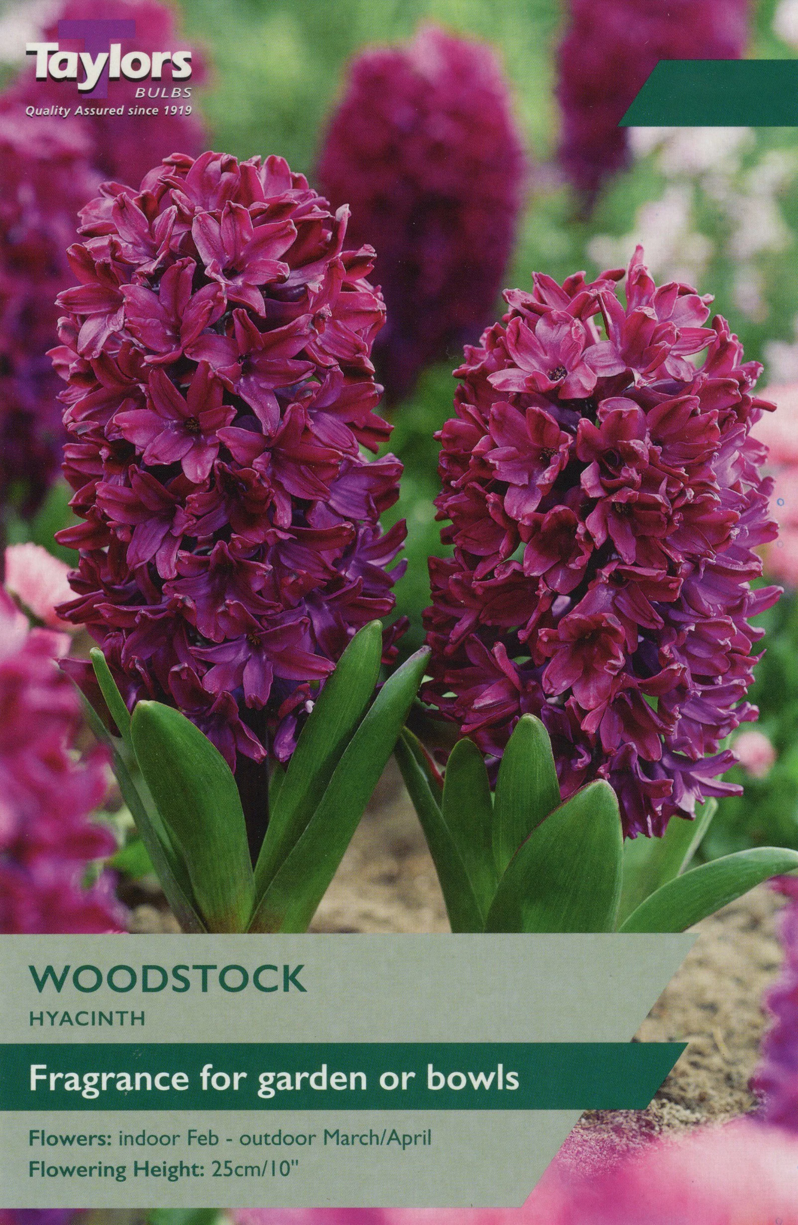 Hyacinth Woodstock hot pink