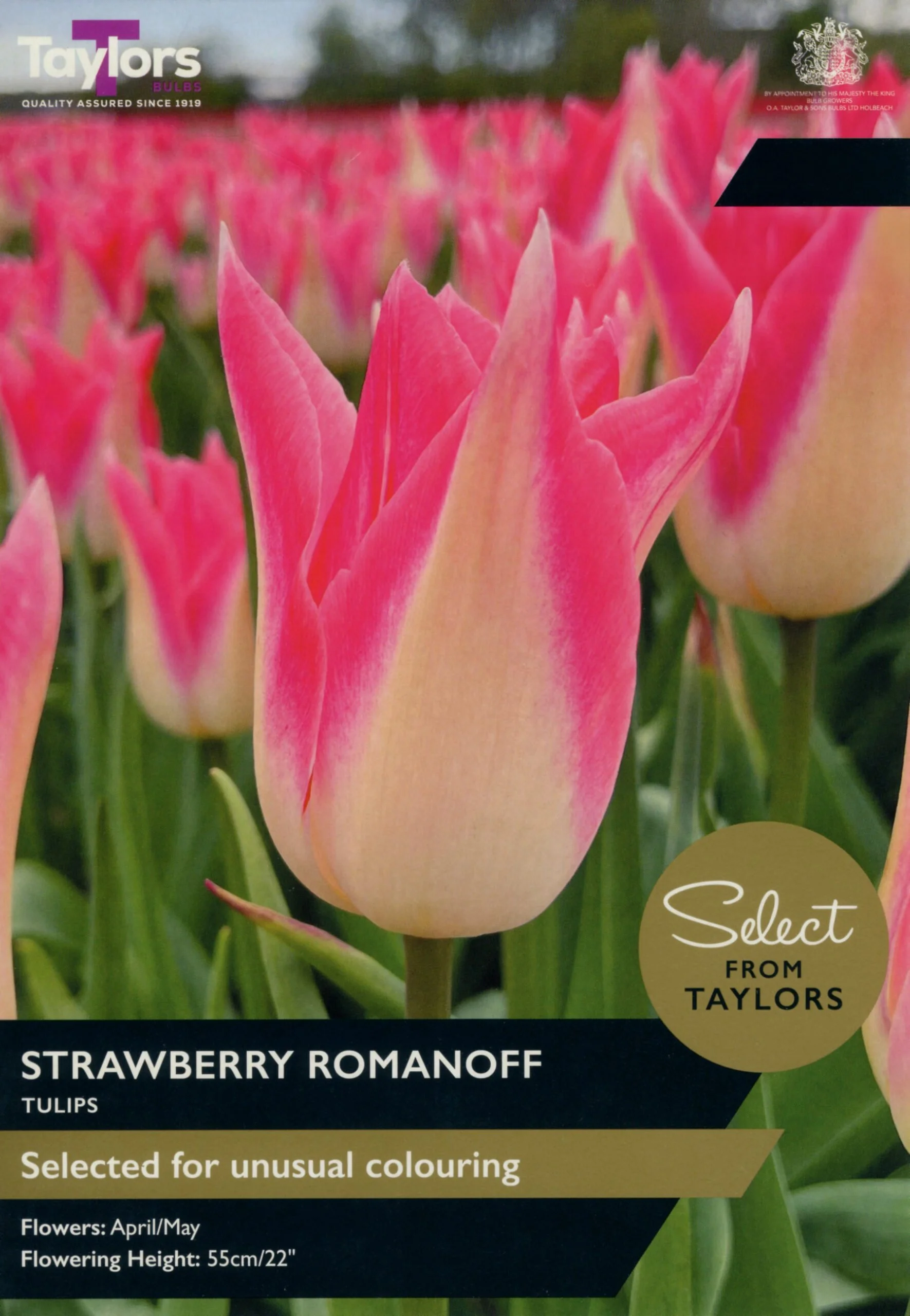Tulip Strawberry Romanoff