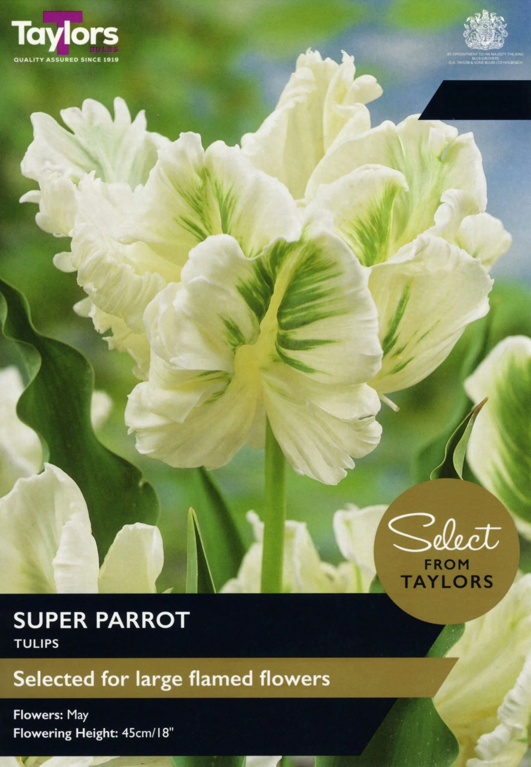 Tulip Super Parrot