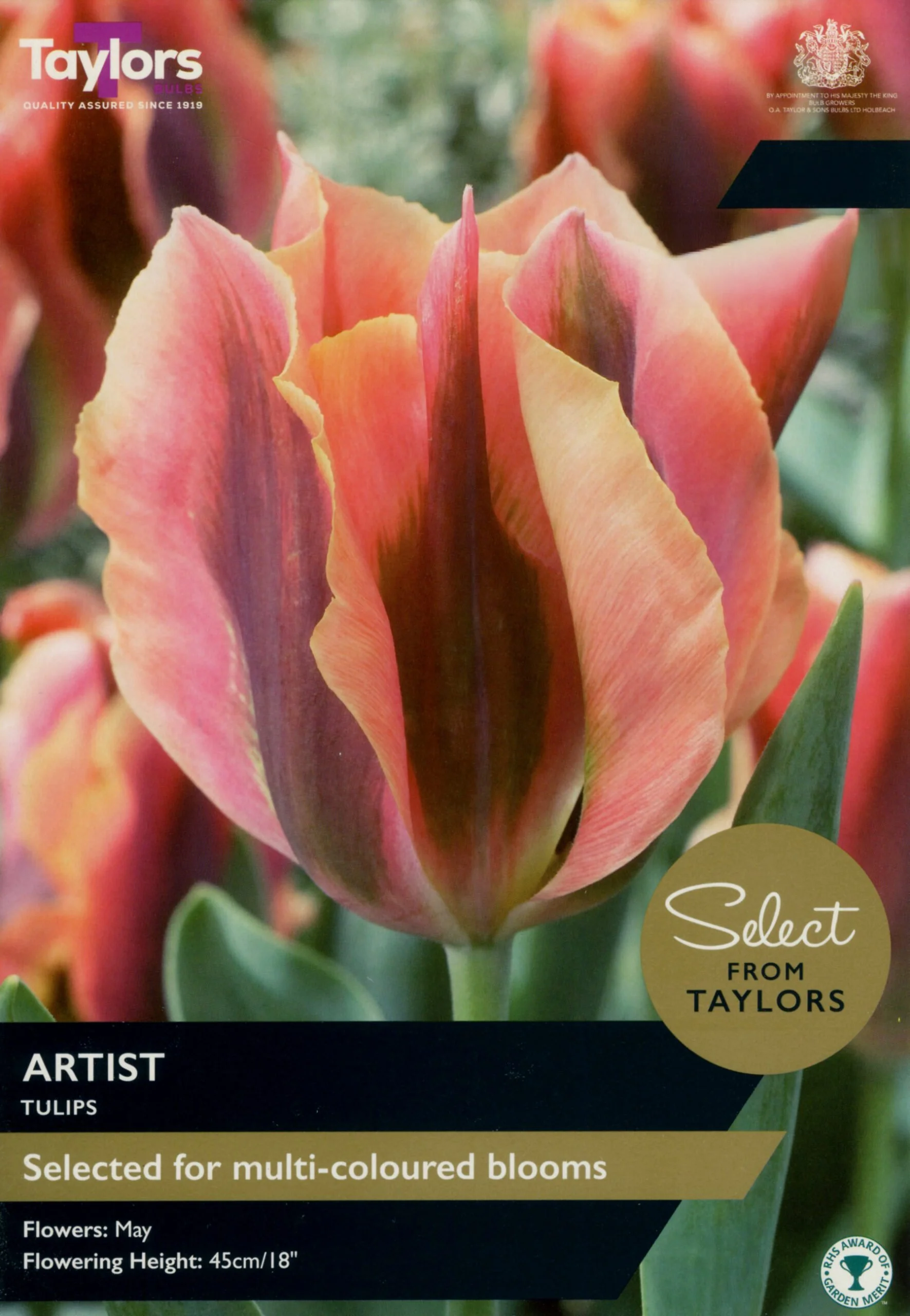 Tulip Artist