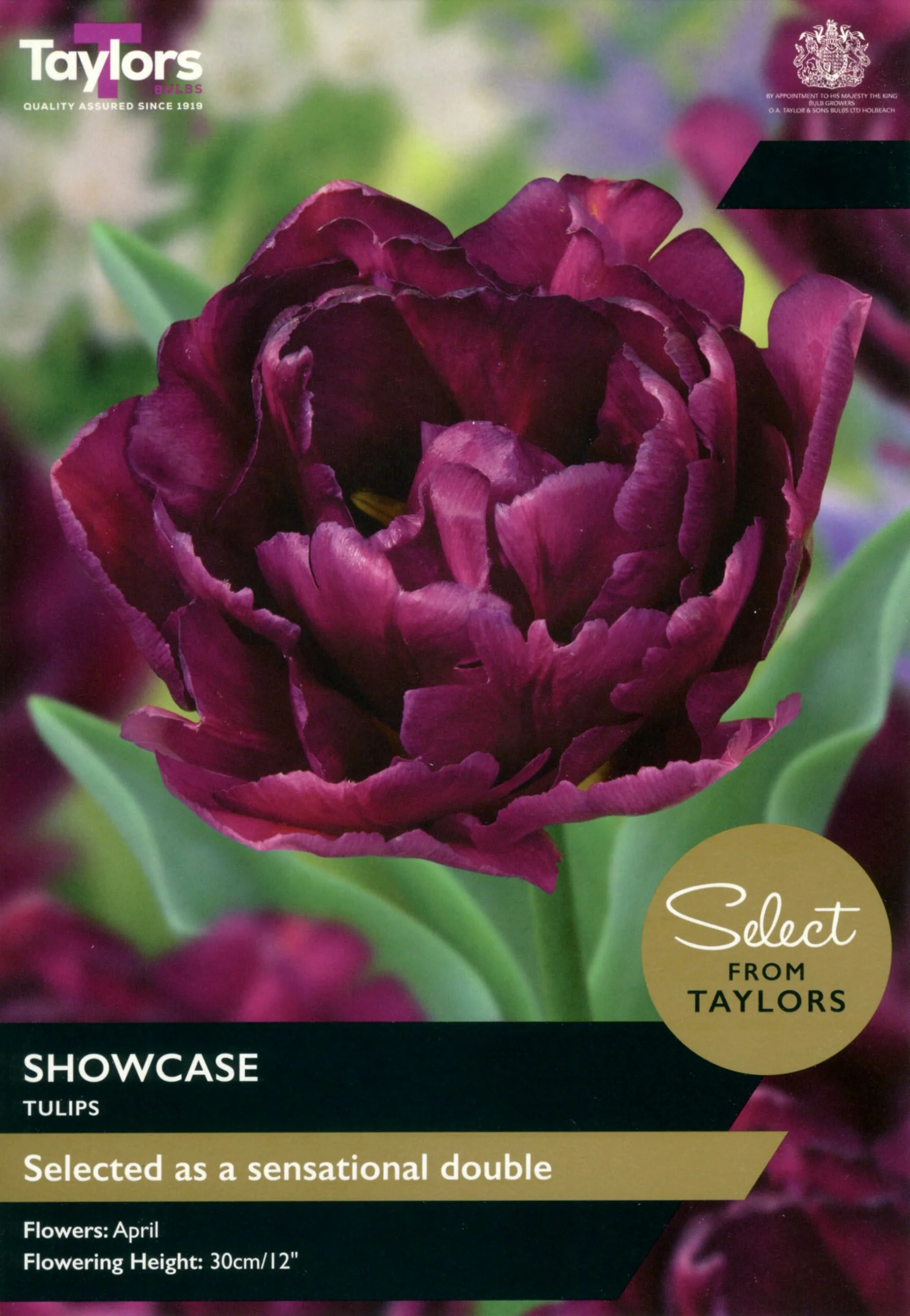 Tulip Showcase