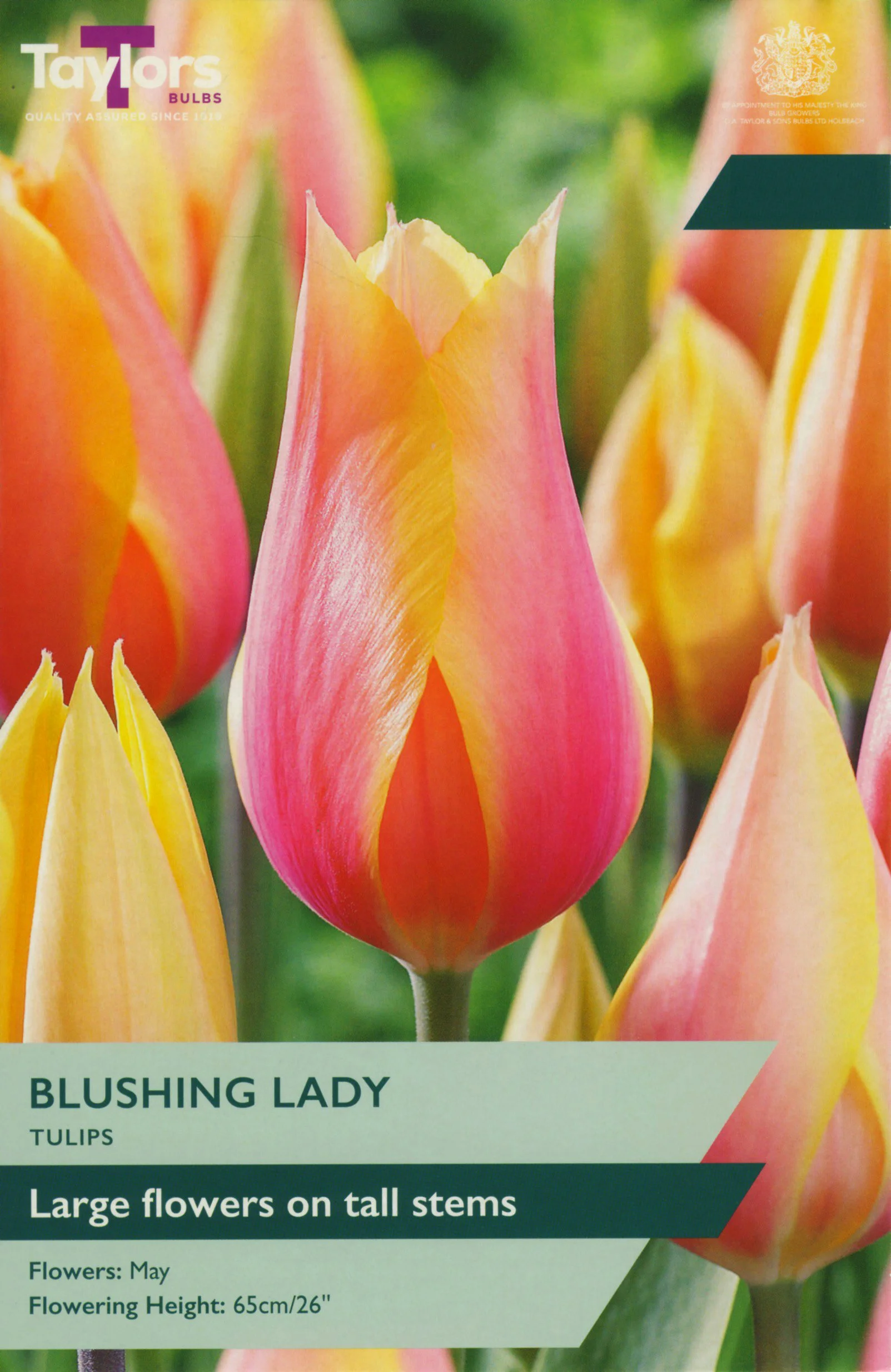 Tulip Blushing Lady